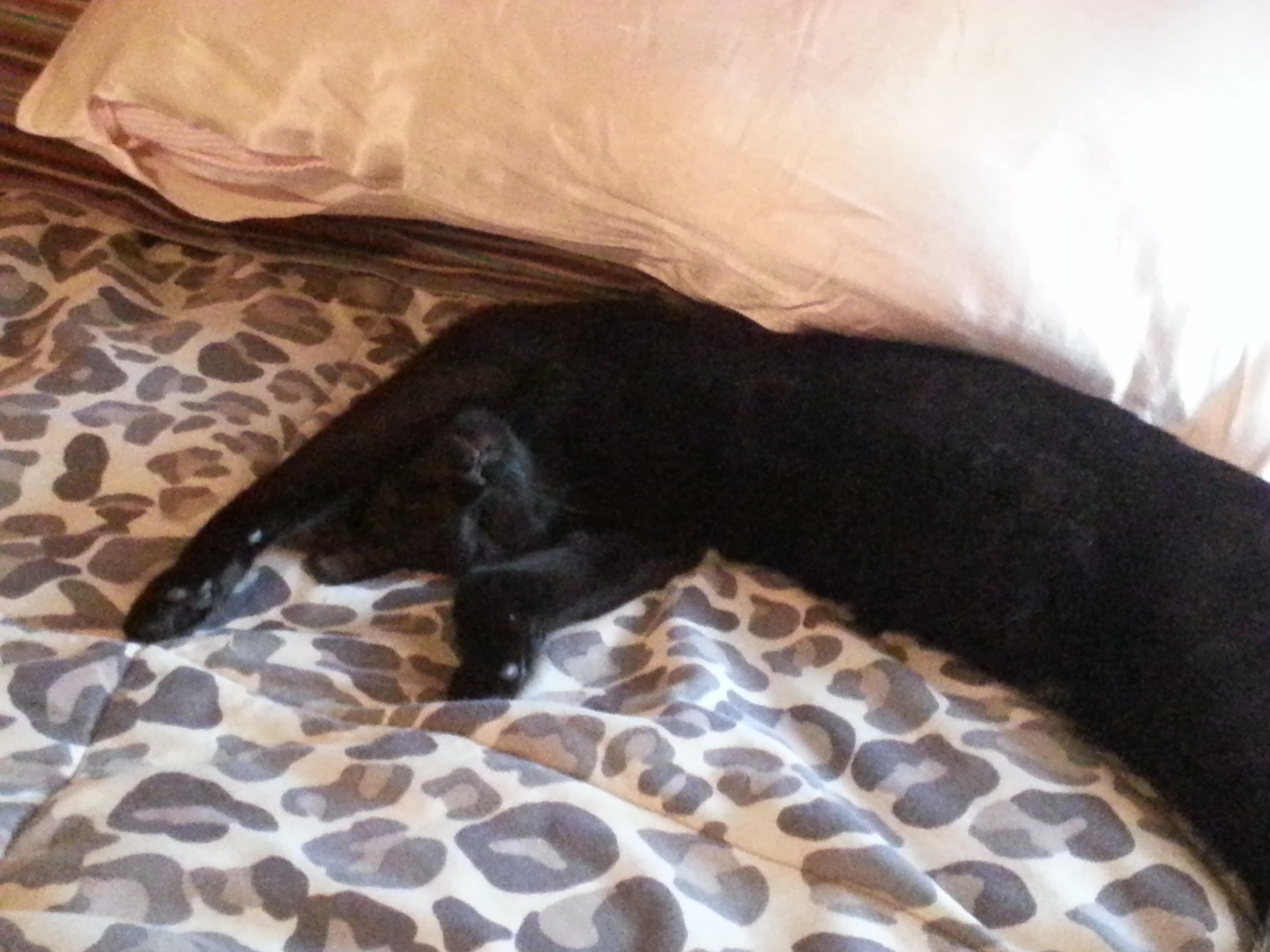/lostandfound/images/lnfpets/original/20212_thumb_one.jpg