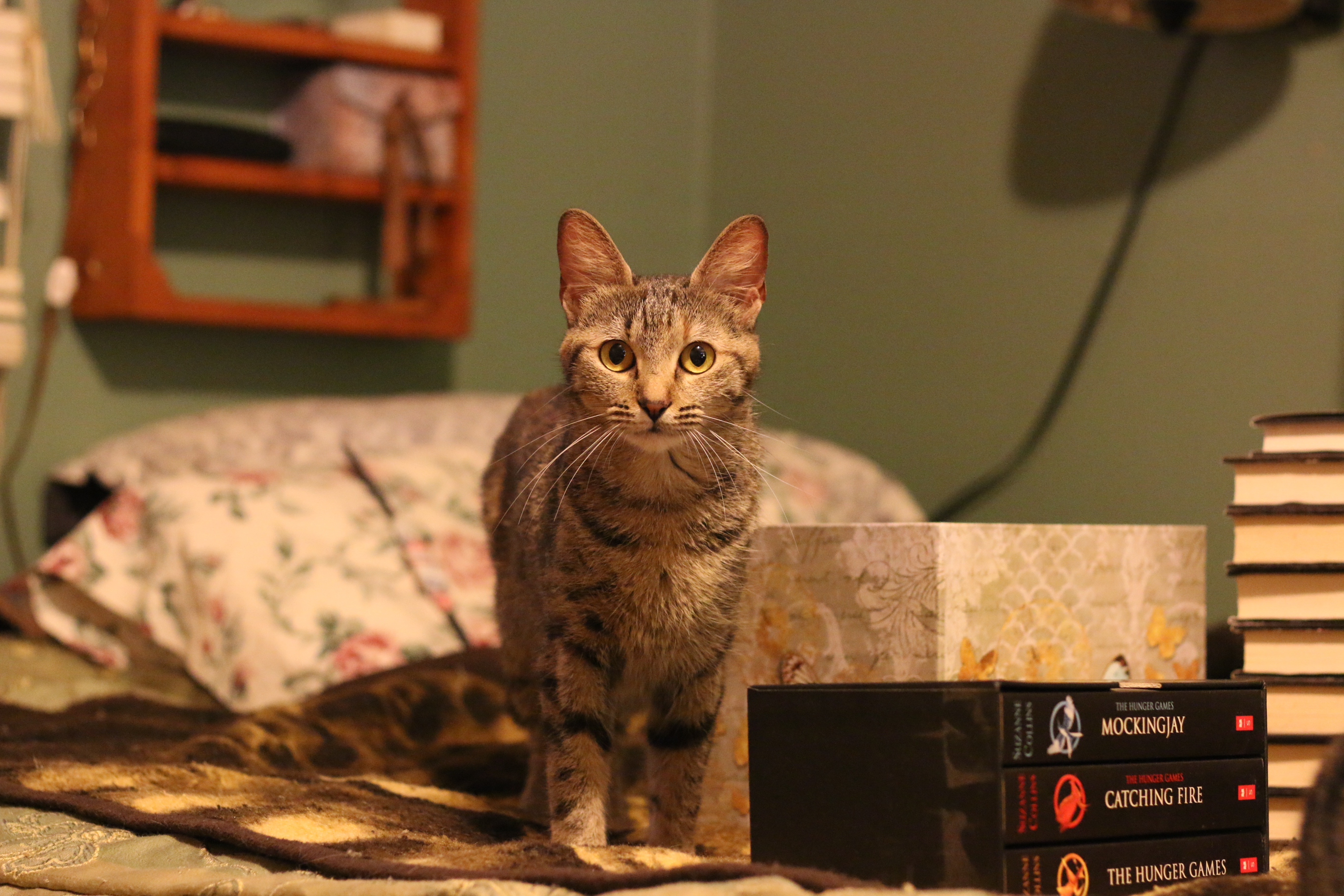 /lostandfound/images/lnfpets/original/20213_thumb_one.jpg