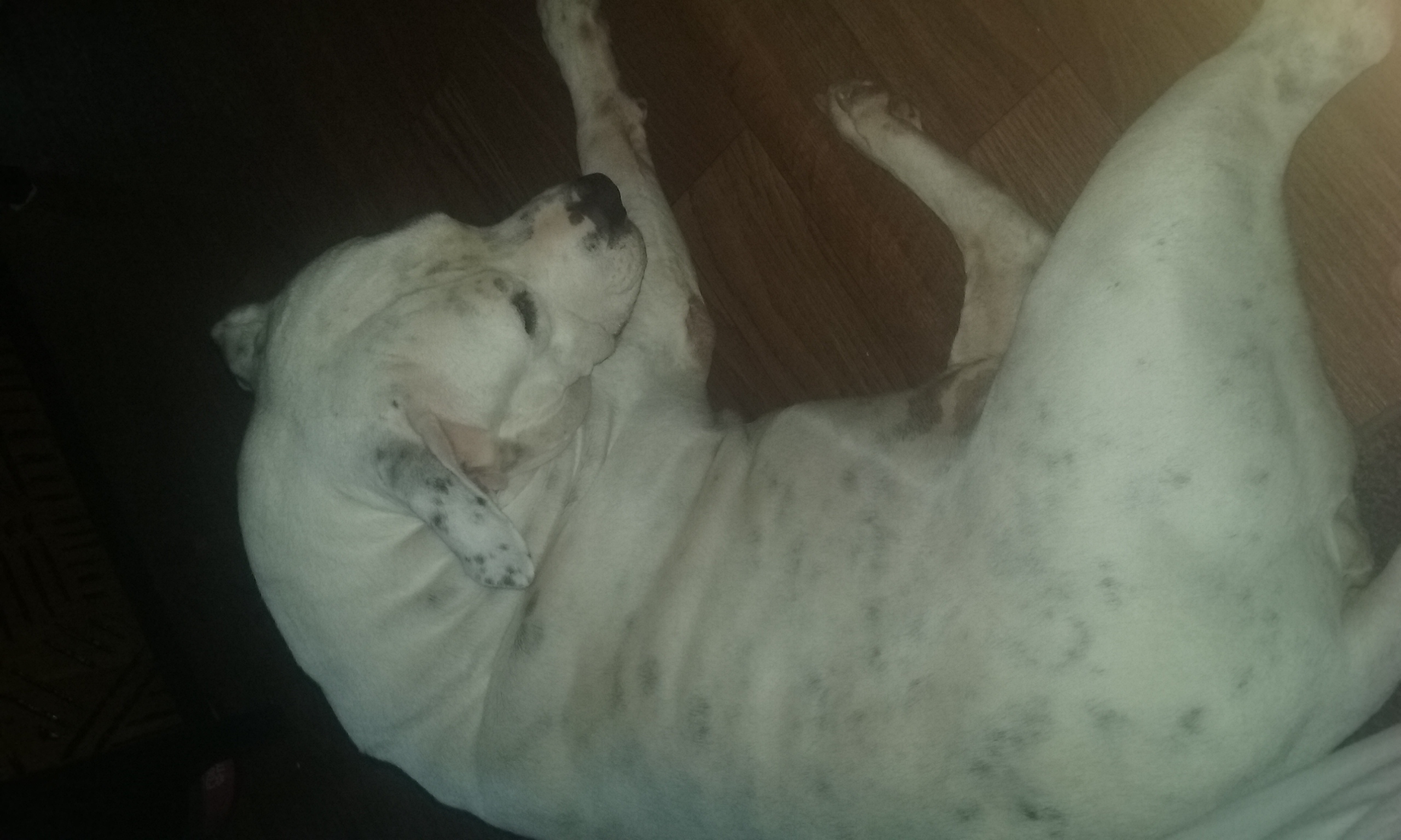 /lostandfound/images/lnfpets/original/20225_thumb_one.jpg