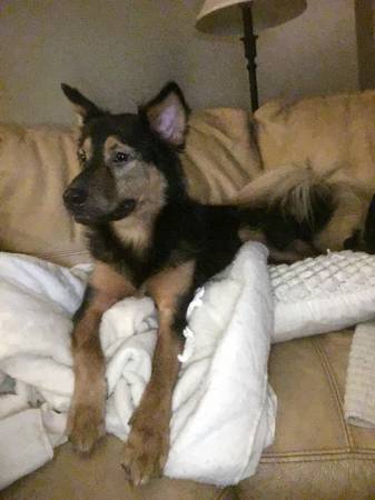 /lostandfound/images/lnfpets/original/20229_thumb_one.jpg