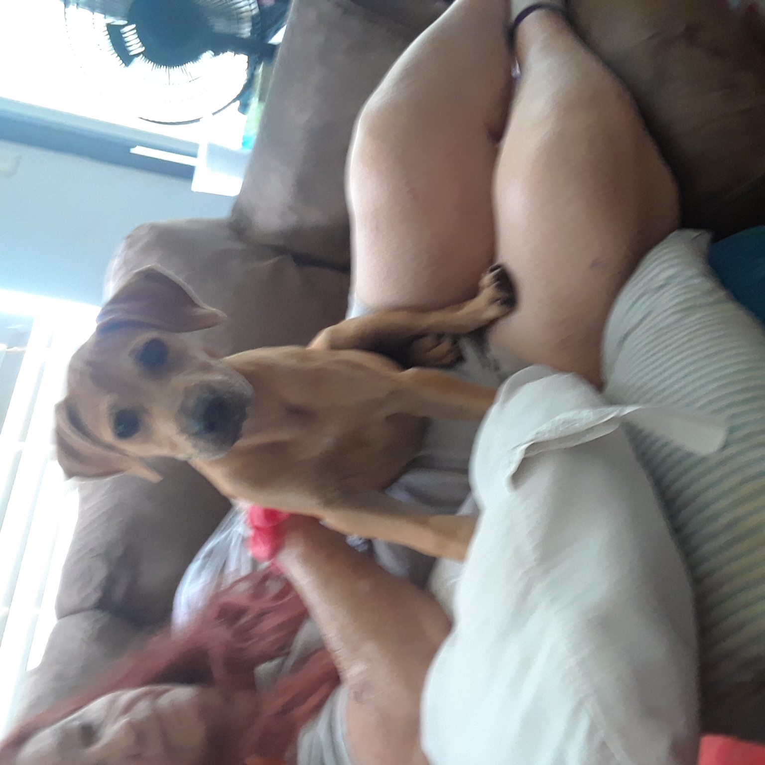 /lostandfound/images/lnfpets/original/20236_thumb_one.jpg