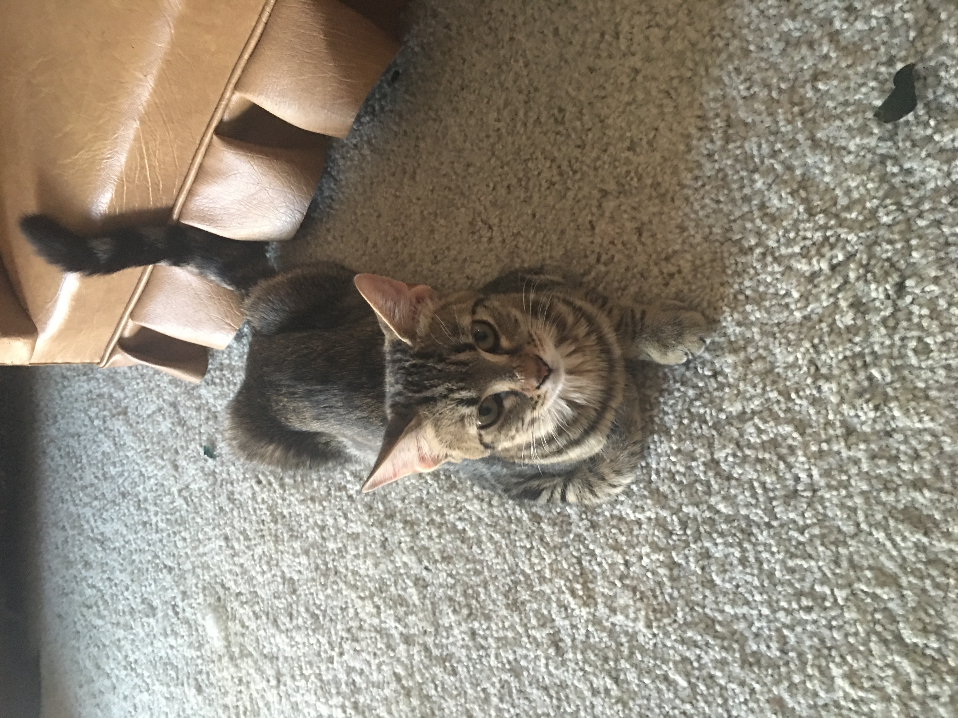 /lostandfound/images/lnfpets/original/20237_thumb_one.jpeg