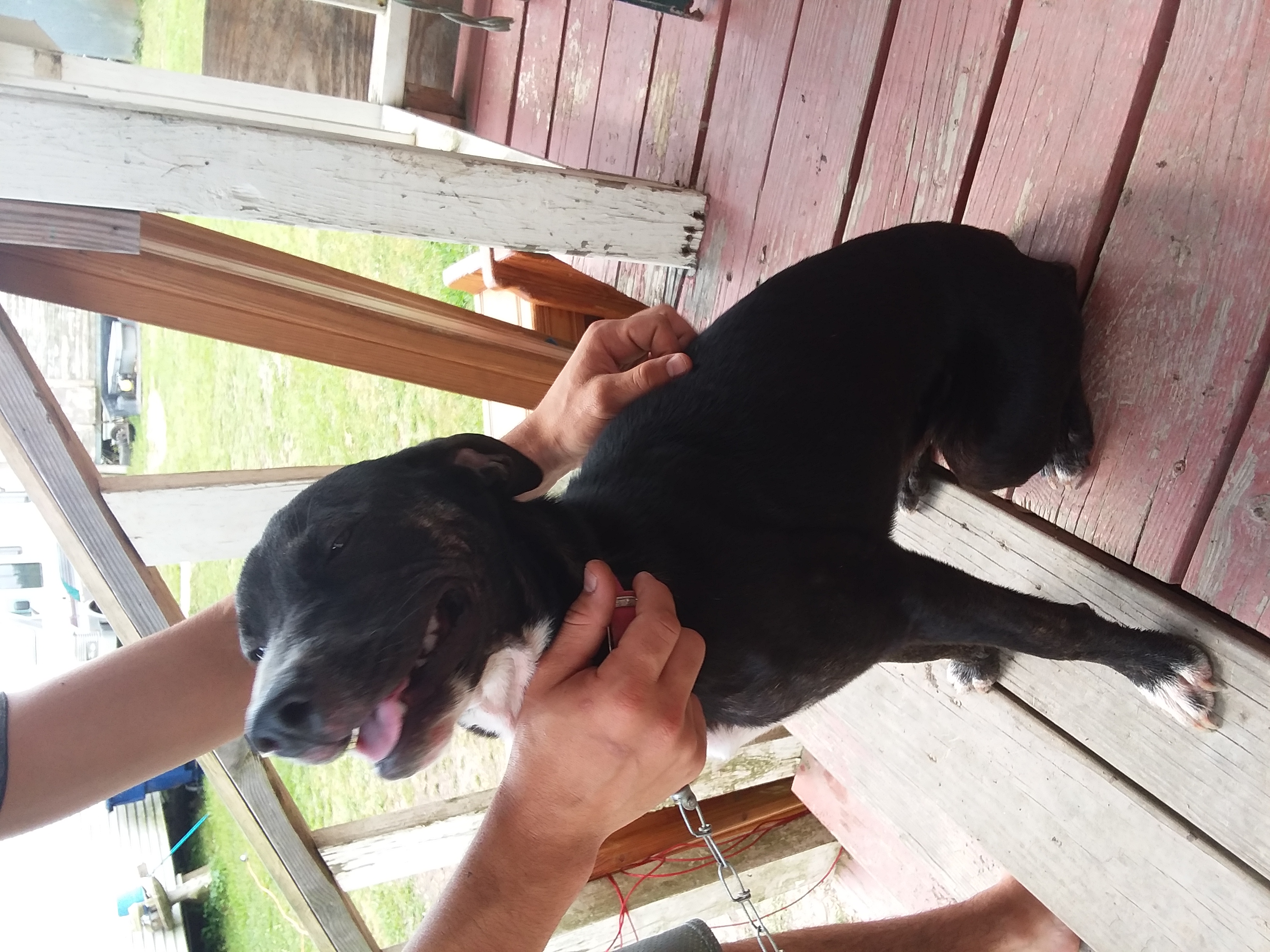 /lostandfound/images/lnfpets/original/20244_thumb_one.jpg