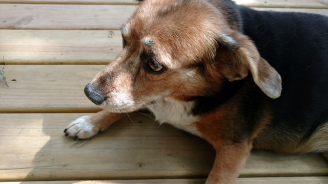 /lostandfound/images/lnfpets/original/20279_72692_Malibu.JPG