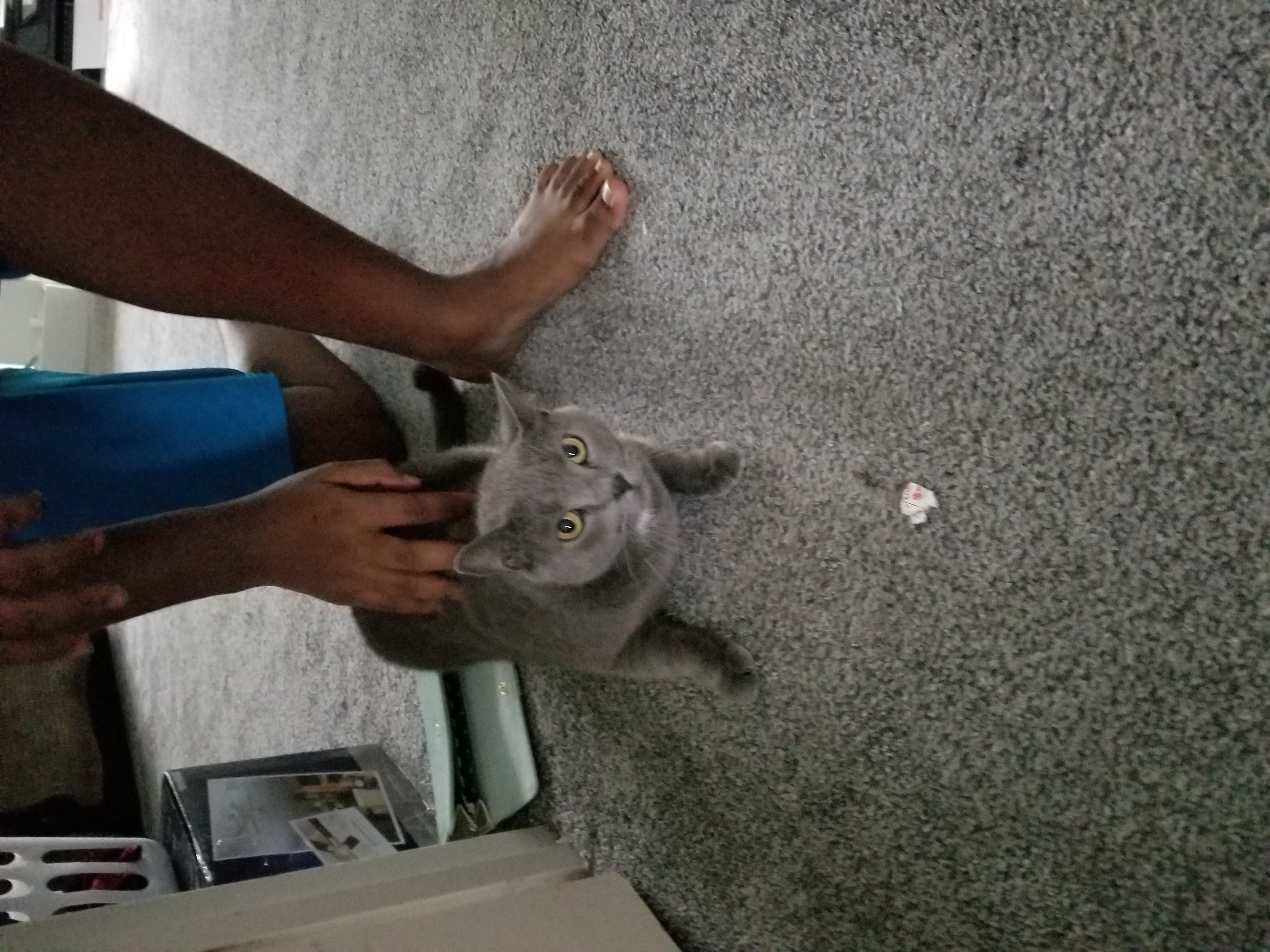 /lostandfound/images/lnfpets/original/20282_thumb_one.jpg