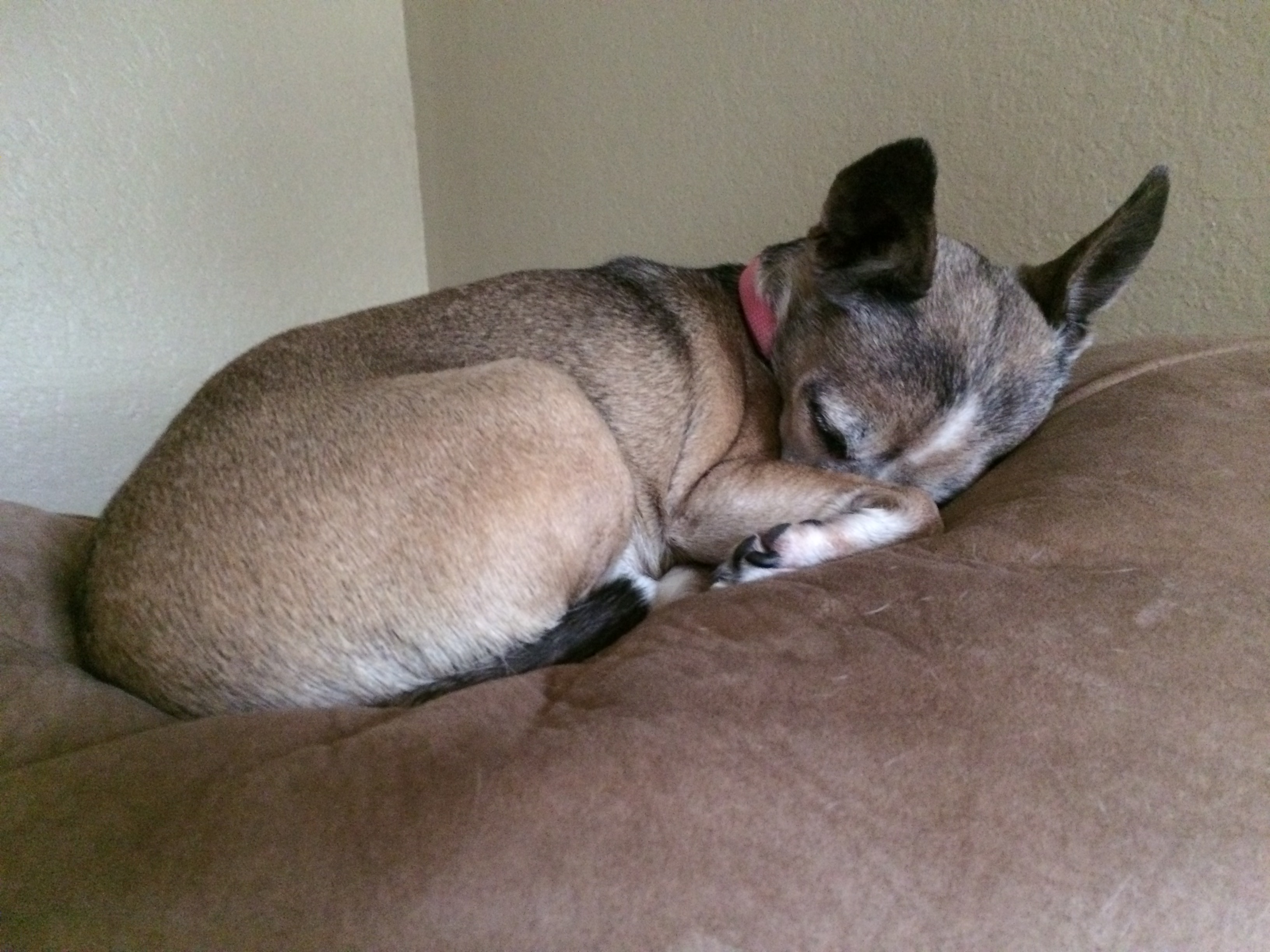 /lostandfound/images/lnfpets/original/20286_thumb_one.jpg