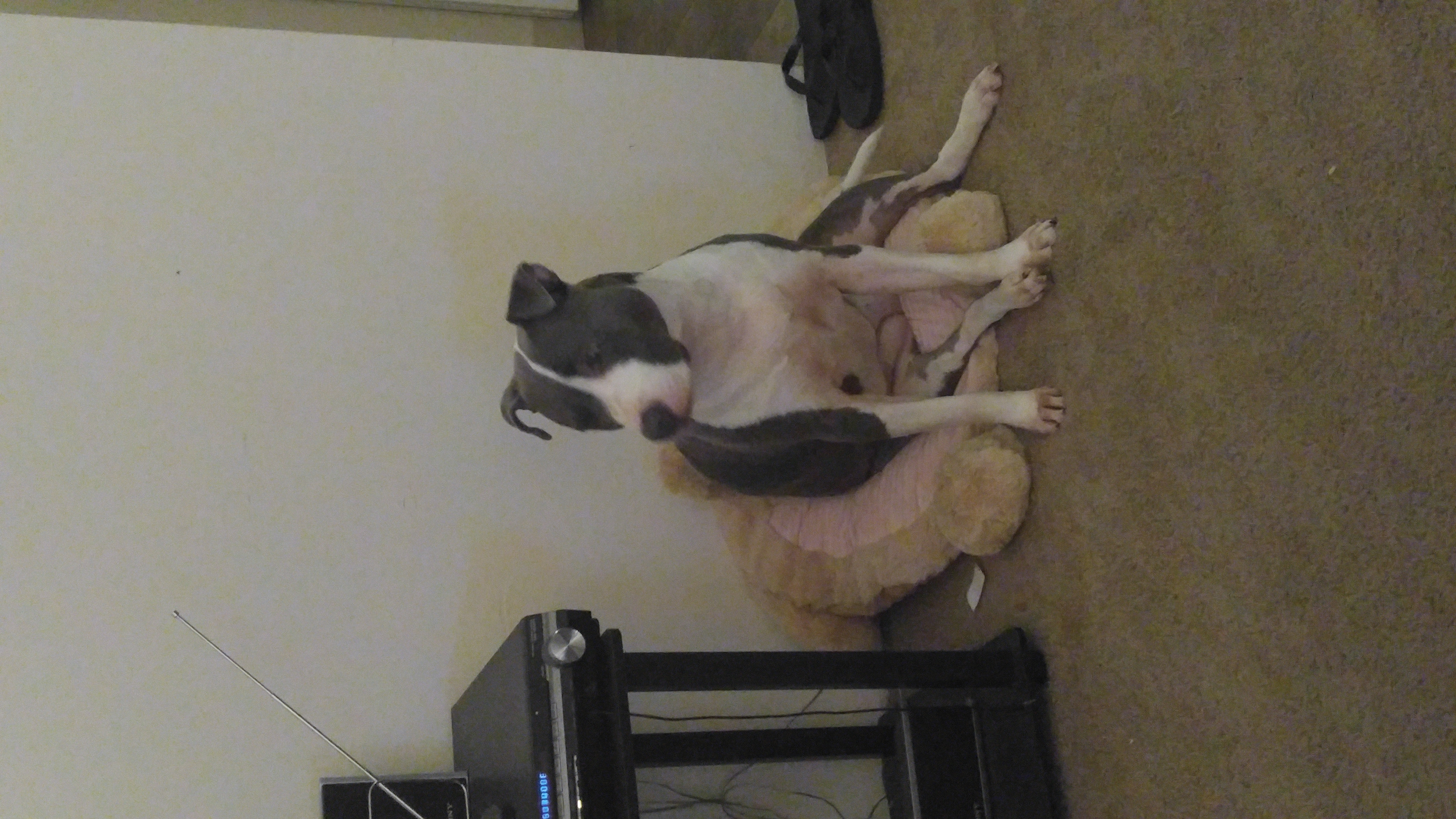 /lostandfound/images/lnfpets/original/20307_thumb_one.jpg