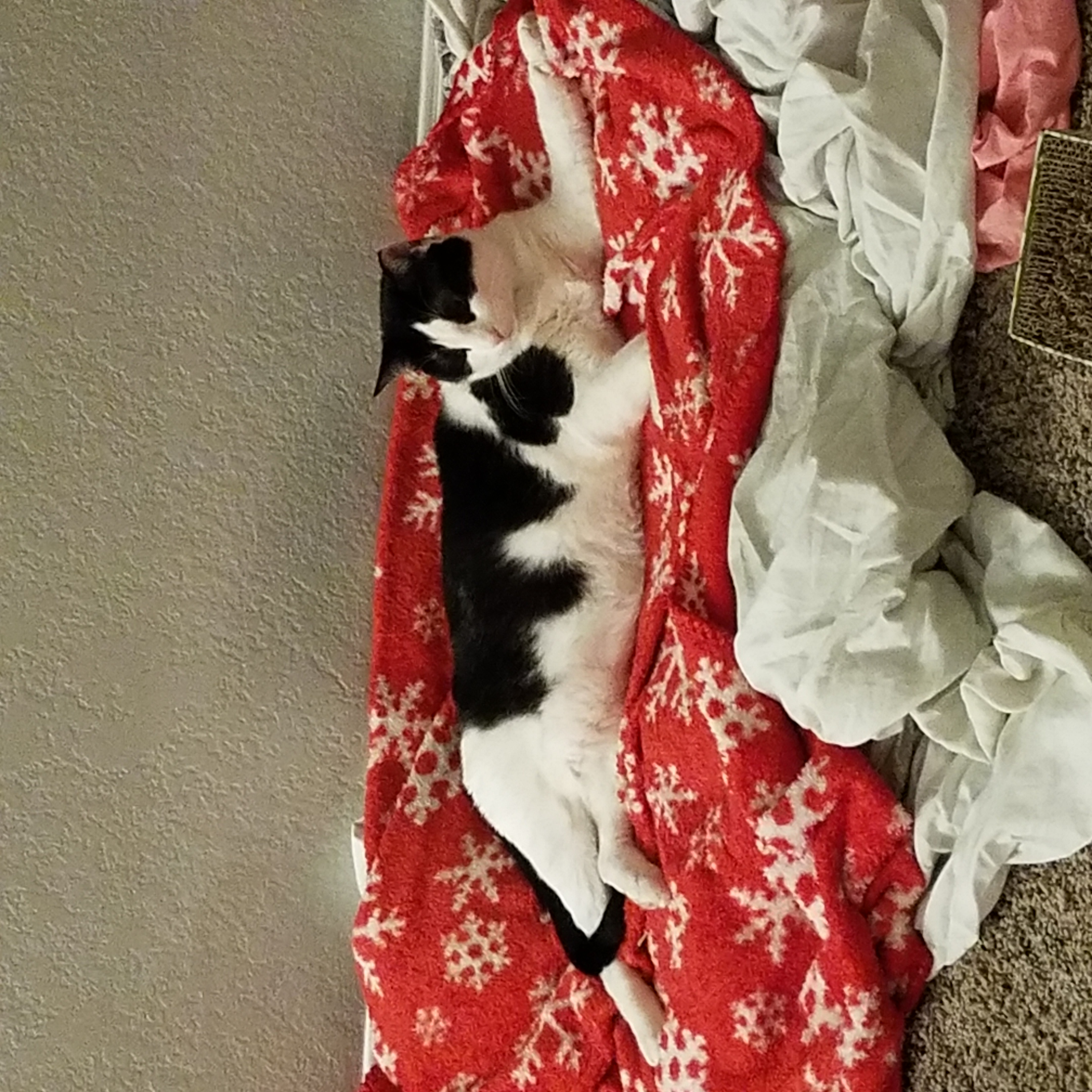 /lostandfound/images/lnfpets/original/20323_63390_20161221_202547.jpg