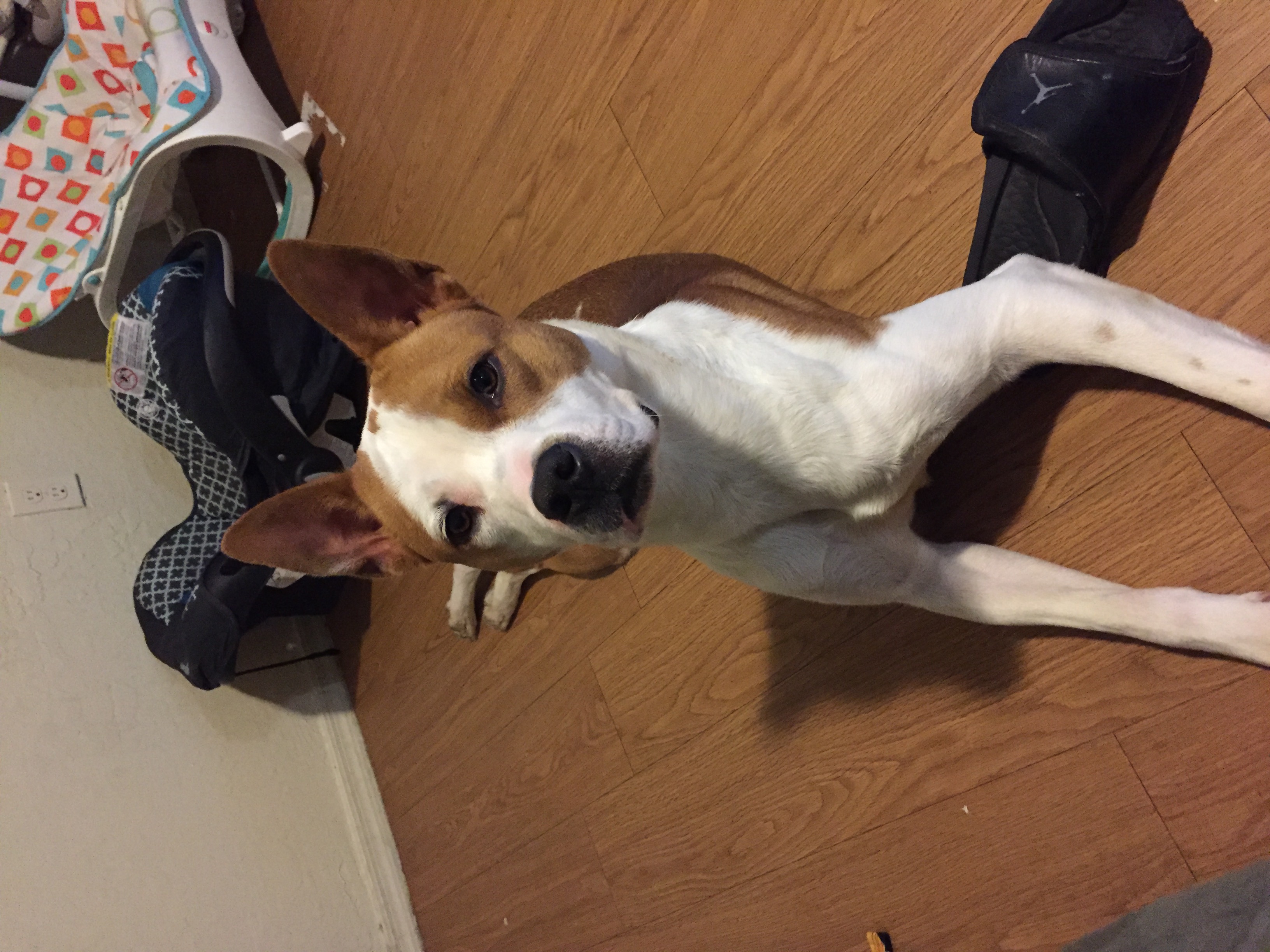 /lostandfound/images/lnfpets/original/20333_thumb_one.jpeg