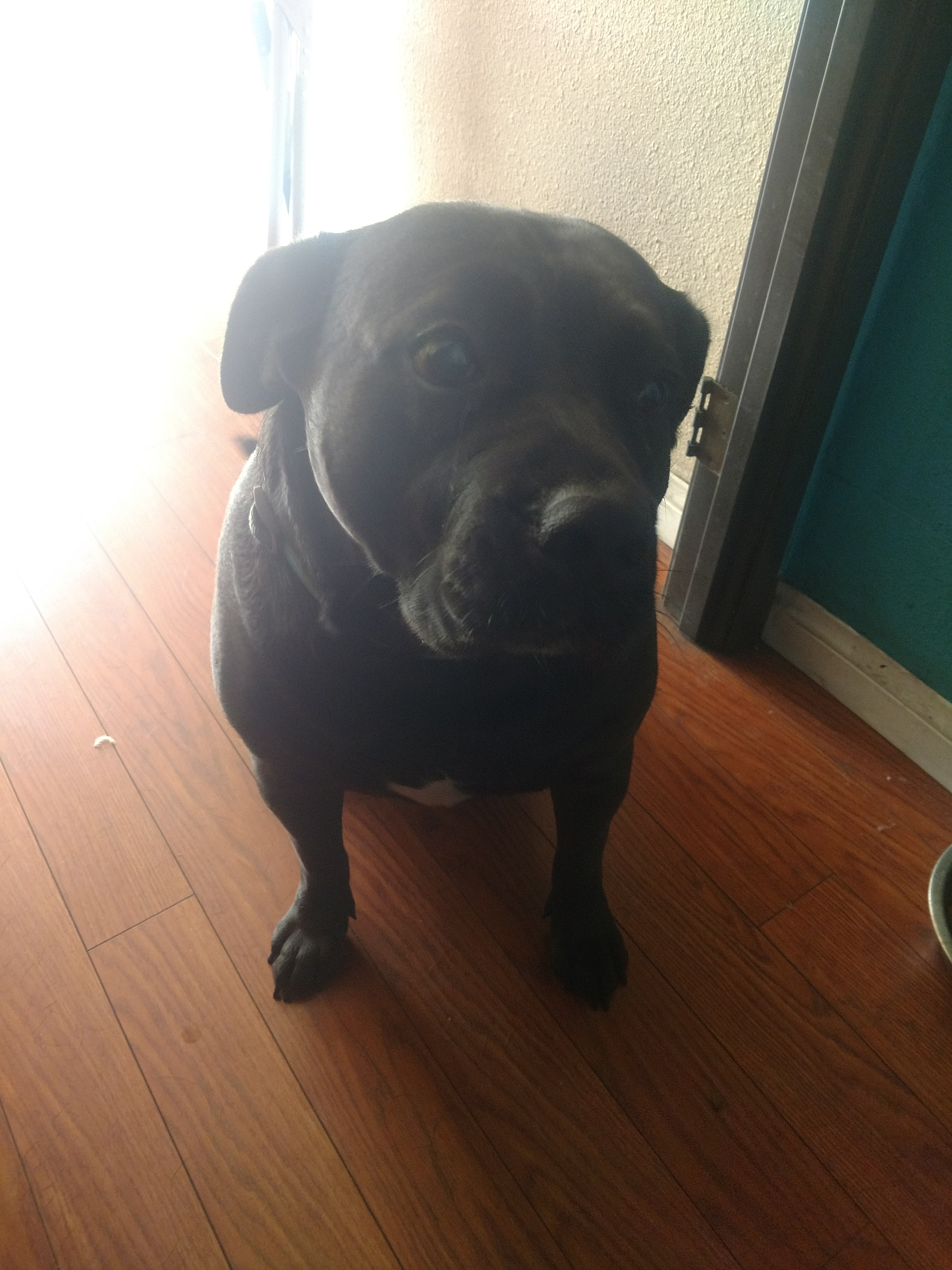 /lostandfound/images/lnfpets/original/20344_thumb_one.jpg