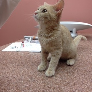 /lostandfound/images/lnfpets/original/20367_thumb_one.jpeg