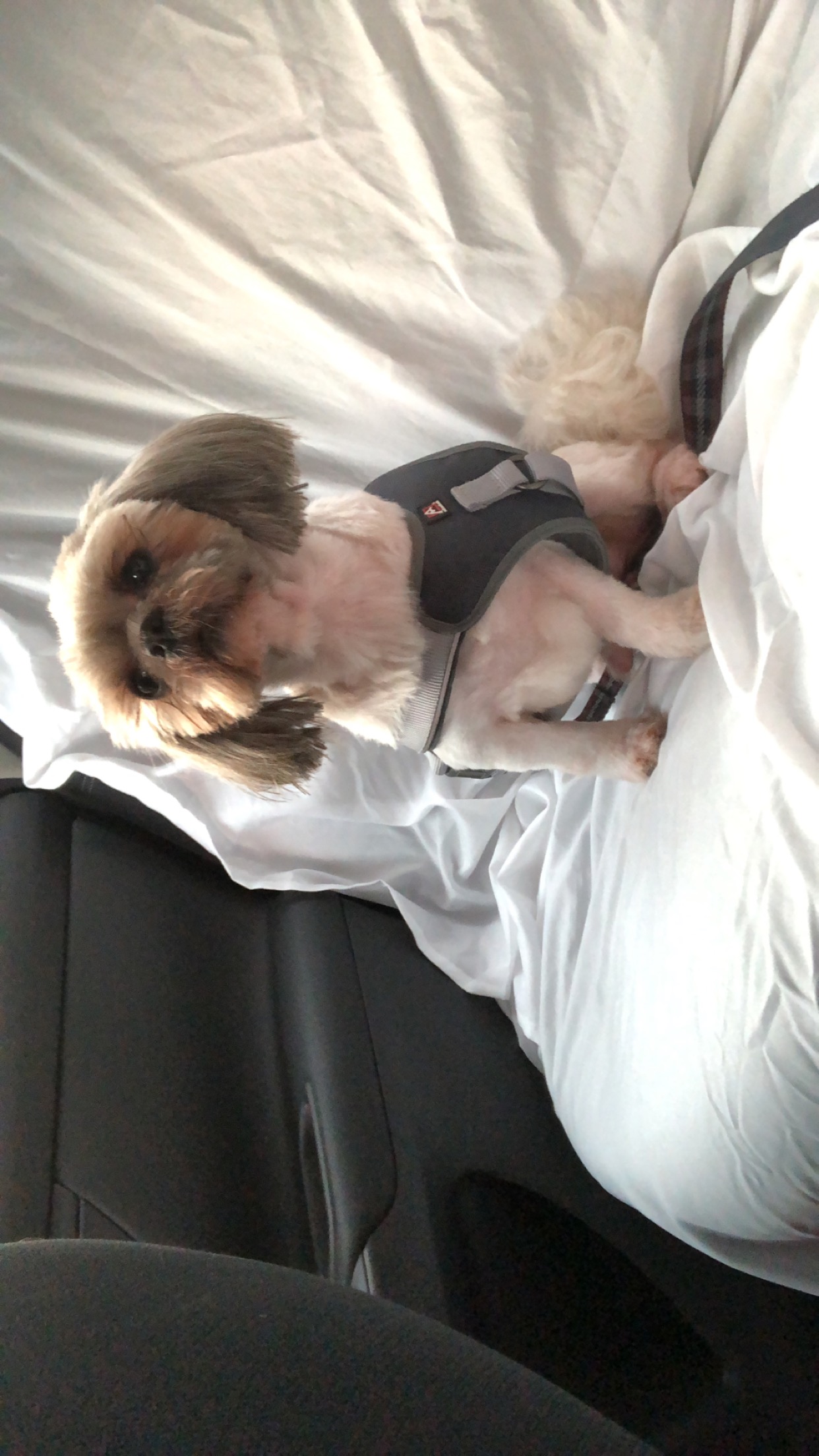 /lostandfound/images/lnfpets/original/20381_thumb_one.jpeg