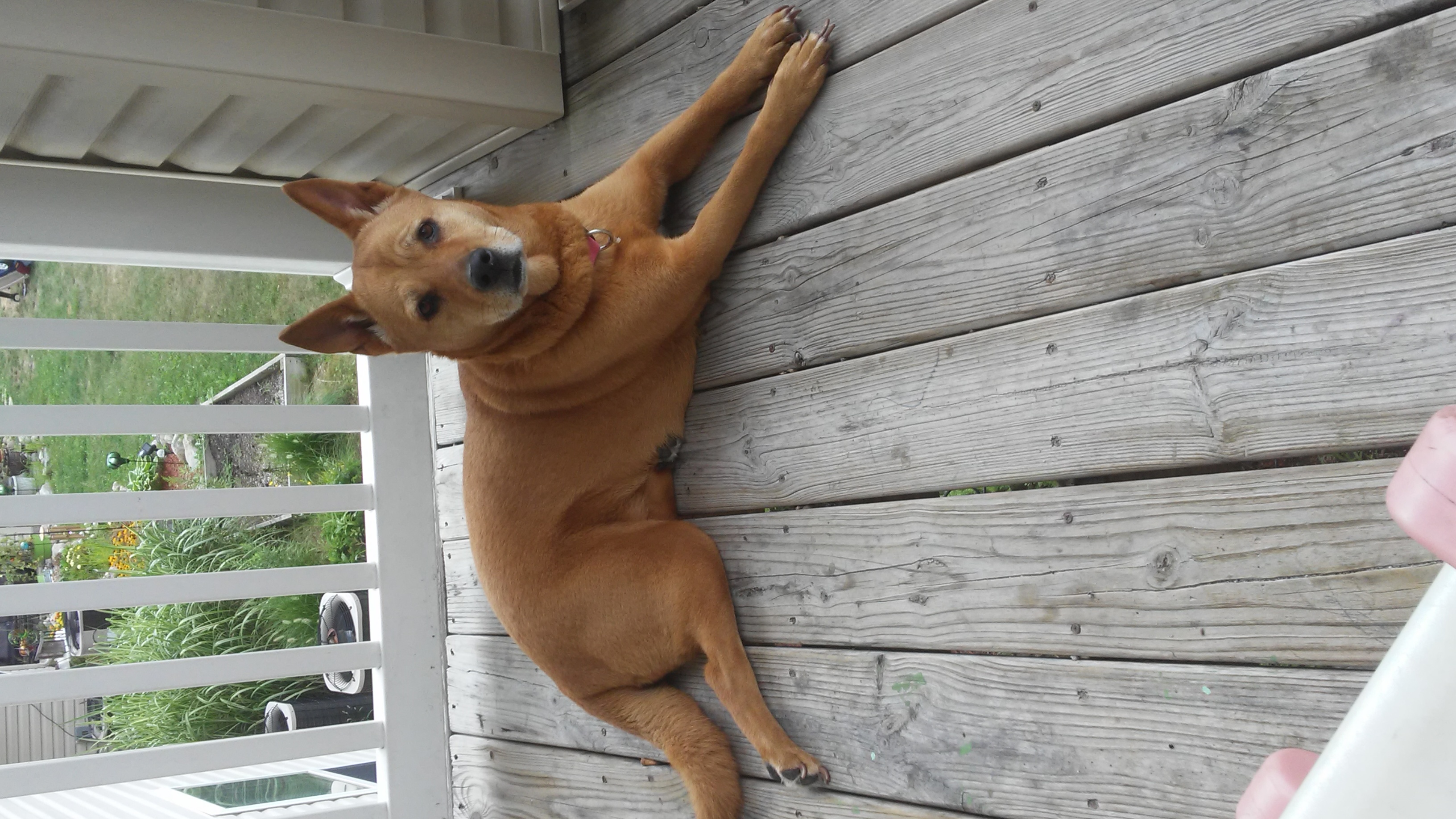 /lostandfound/images/lnfpets/original/20384_thumb_one.jpg
