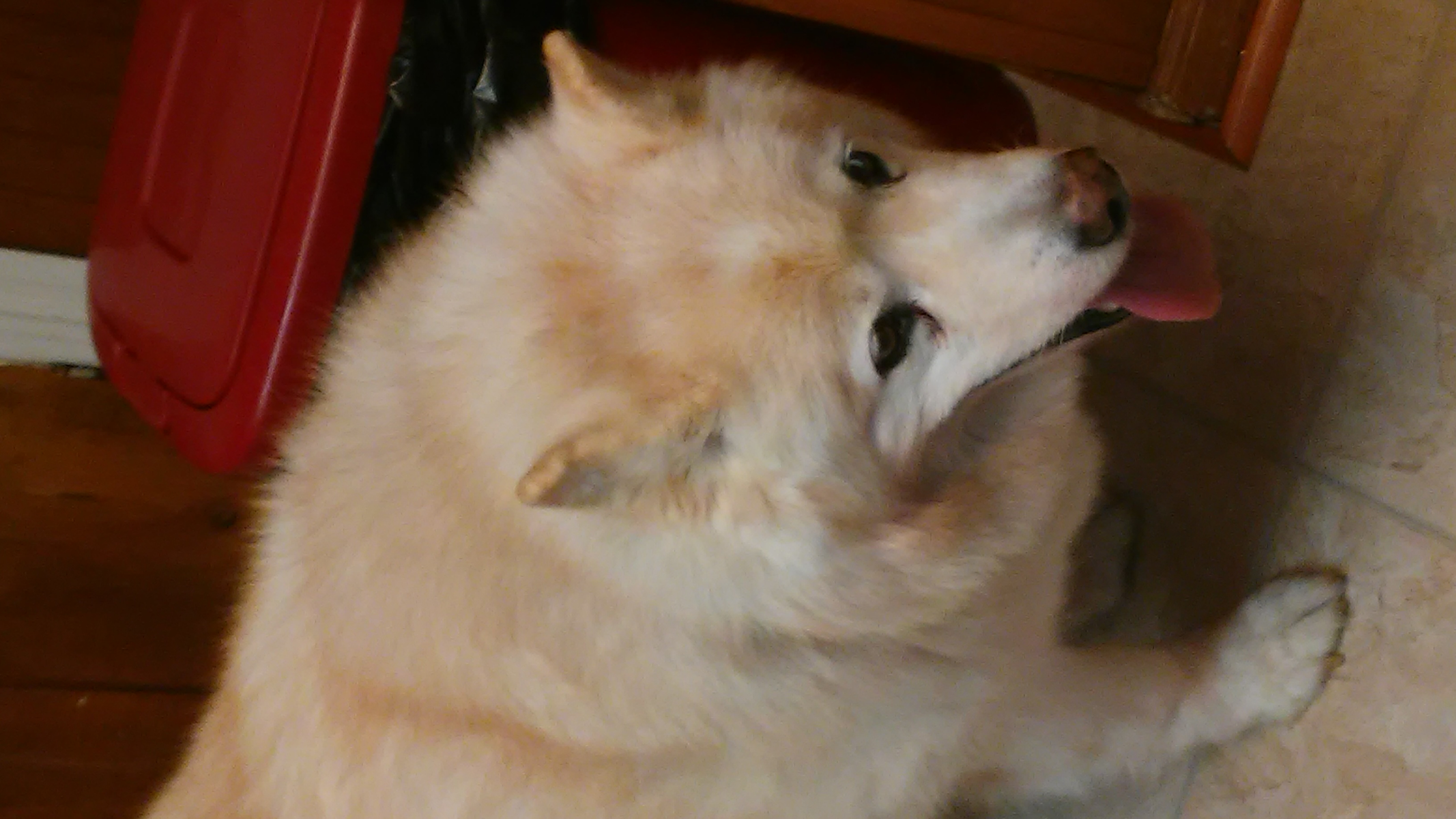 /lostandfound/images/lnfpets/original/20393_thumb_one.jpg