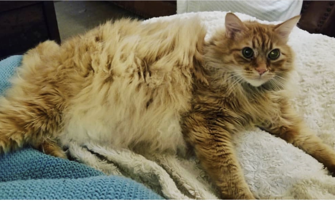/lostandfound/images/lnfpets/original/20414_thumb_one.jpeg