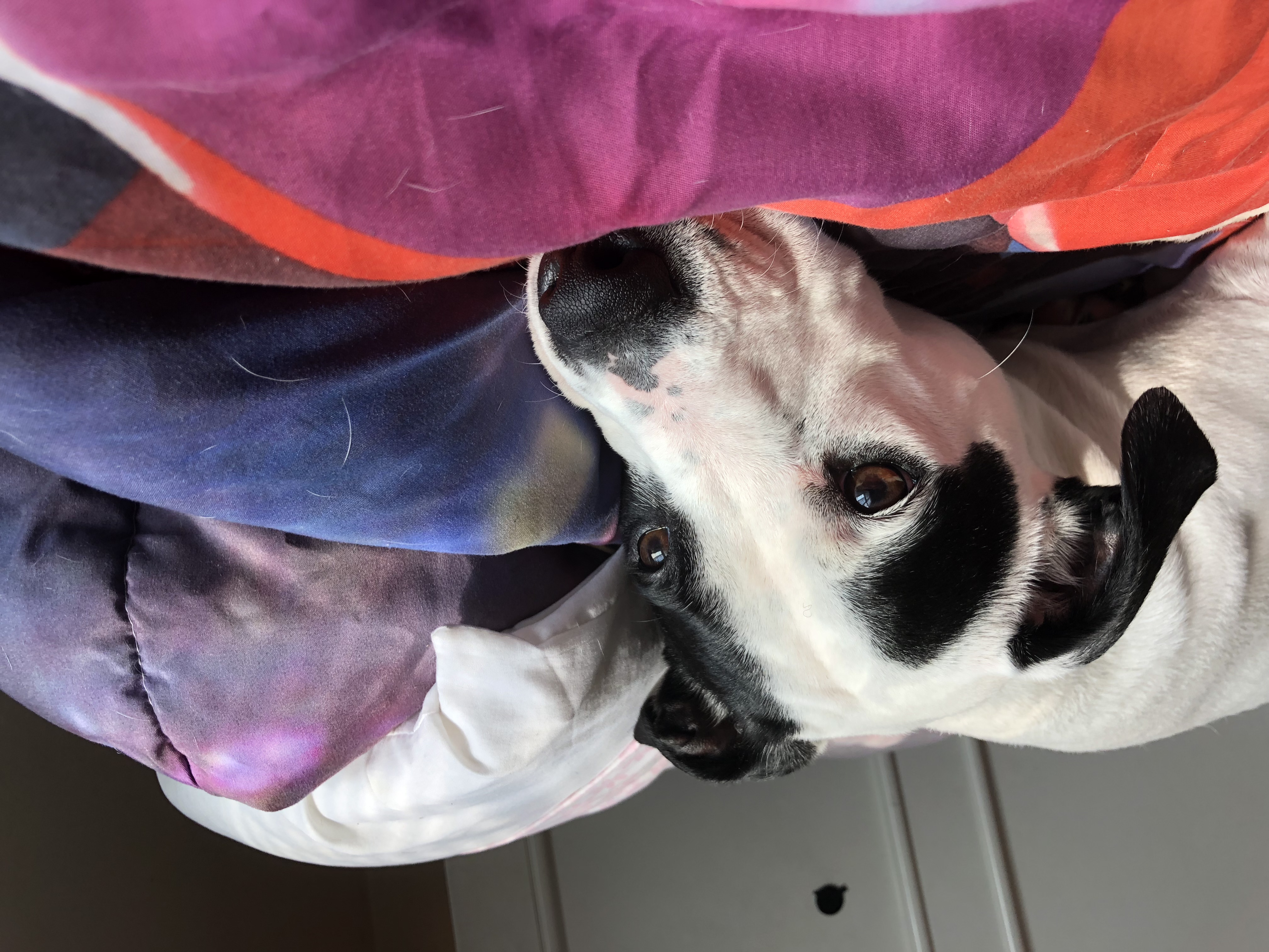 /lostandfound/images/lnfpets/original/20415_thumb_one.jpeg