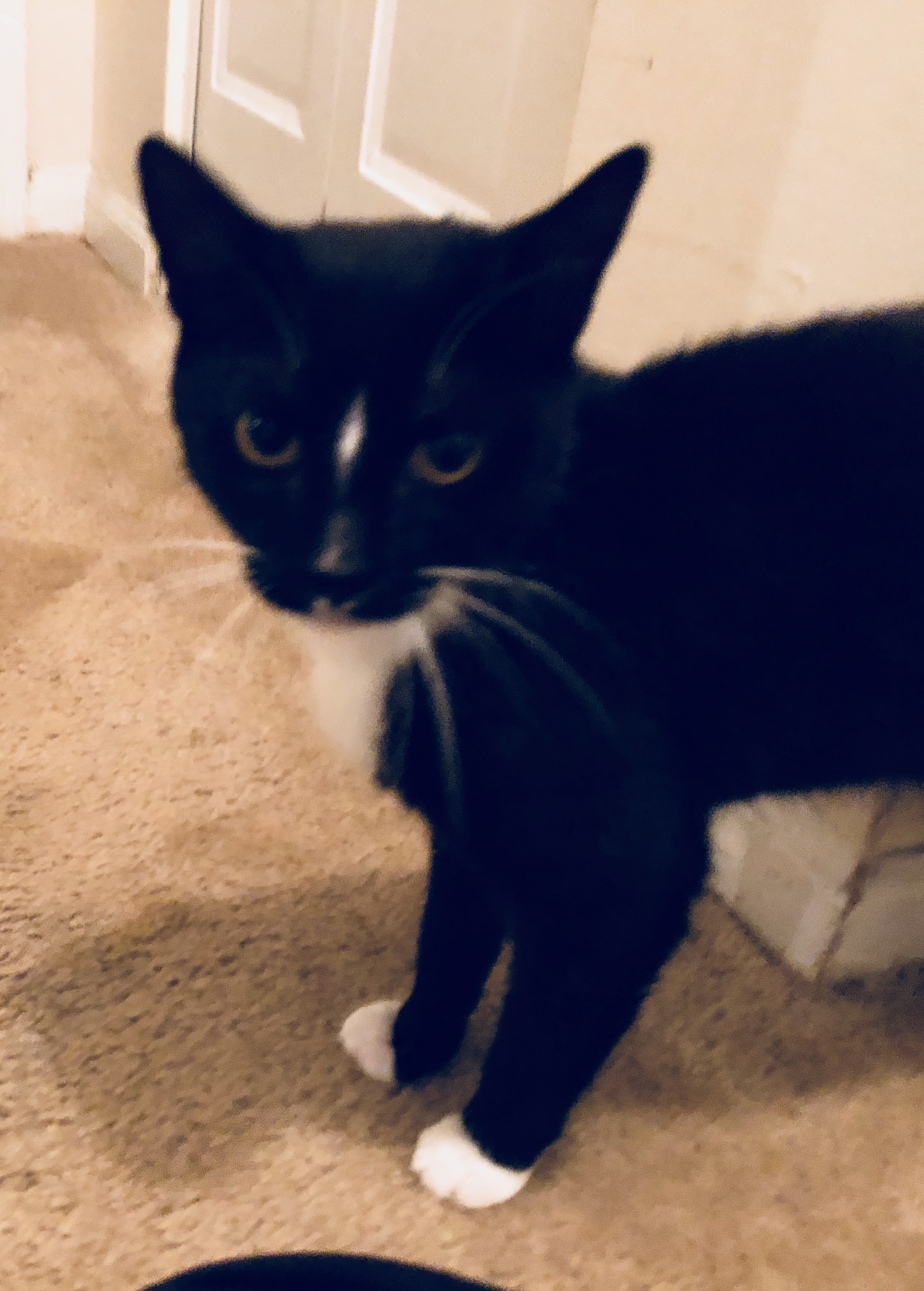 /lostandfound/images/lnfpets/original/20421_thumb_one.jpeg