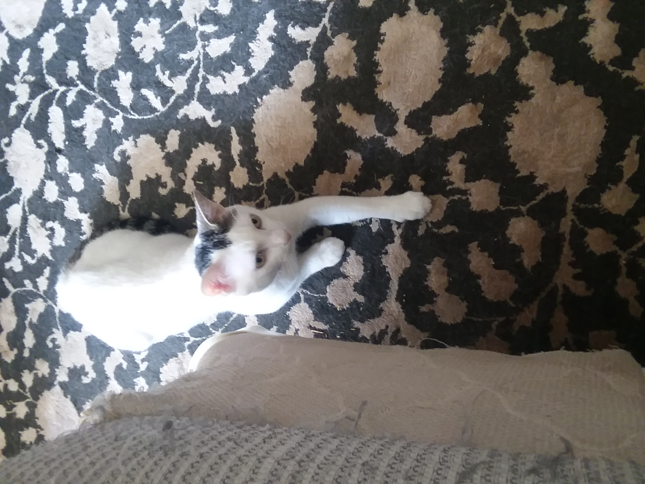 /lostandfound/images/lnfpets/original/20427_thumb_one.jpg