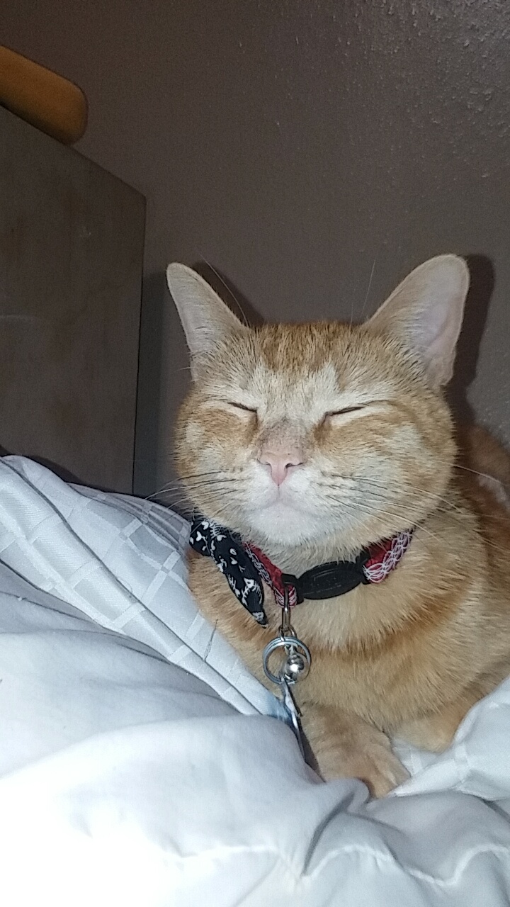/lostandfound/images/lnfpets/original/20461_thumb_one.jpg