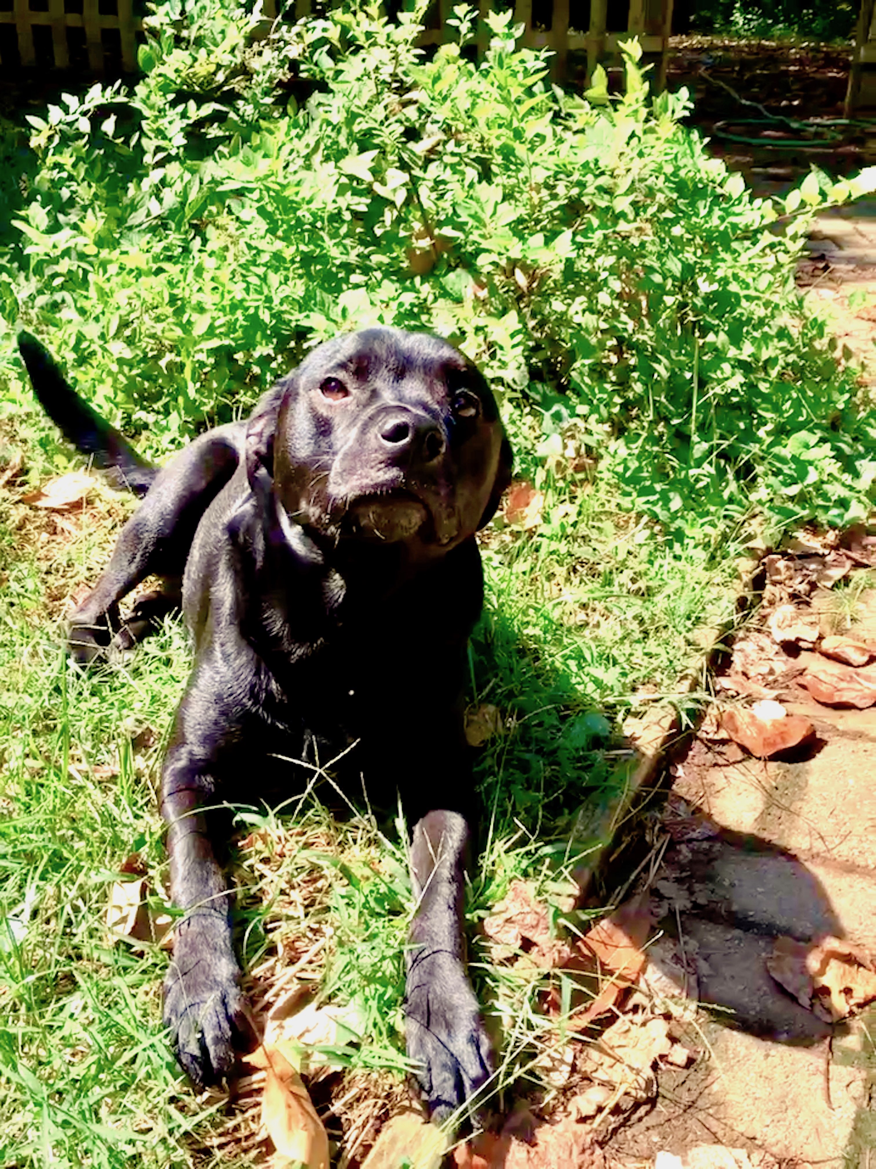 /lostandfound/images/lnfpets/original/20477_58278_Penny1.jpg