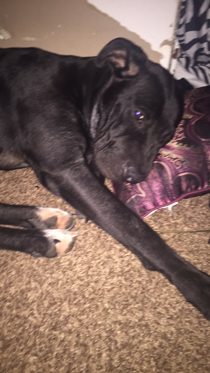 /lostandfound/images/lnfpets/original/20480_82215_717C9A14-1A33-4FC3-8D06-C534E7FE05A3.jpeg