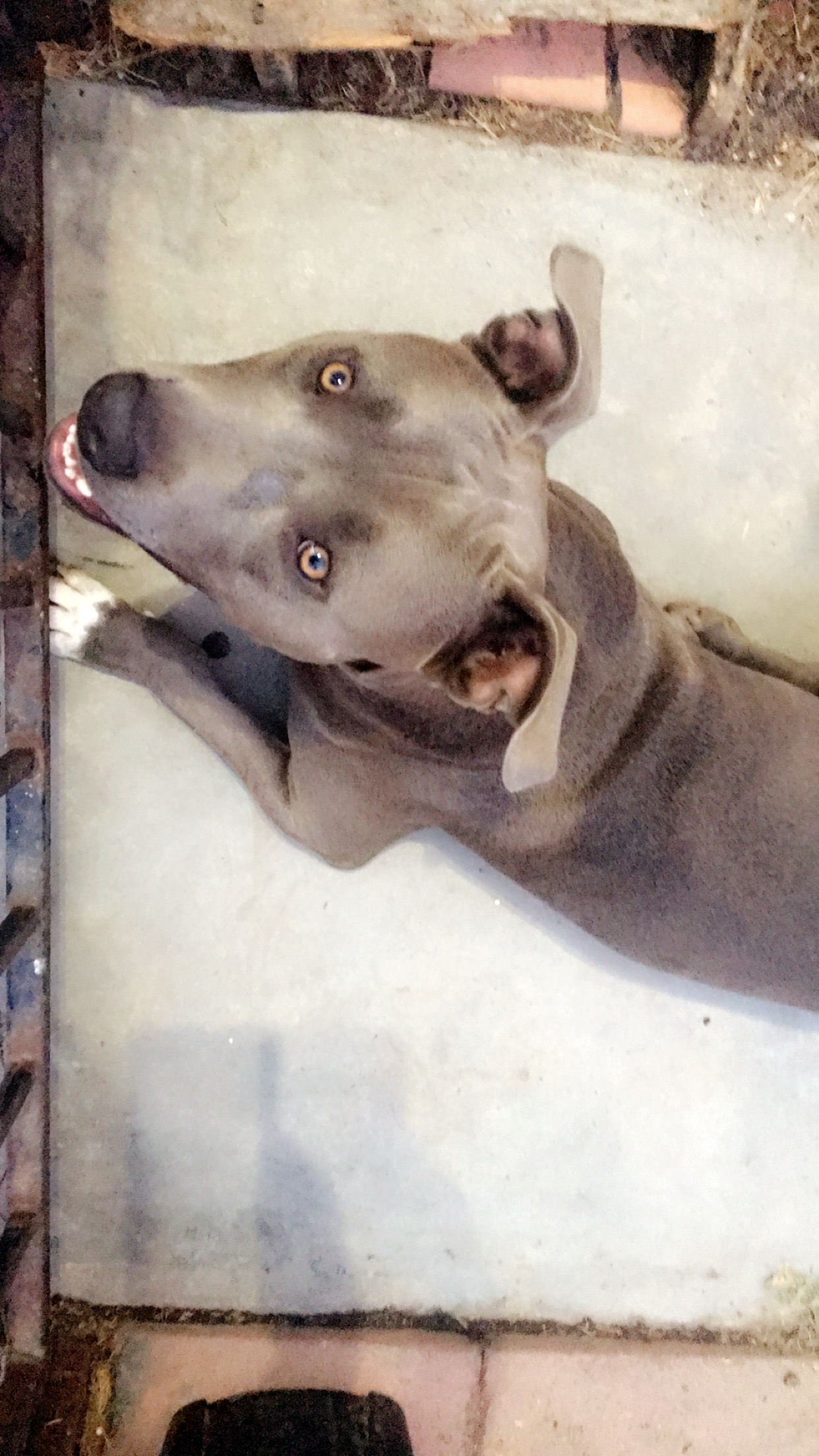 /lostandfound/images/lnfpets/original/20498_thumb_one.jpeg