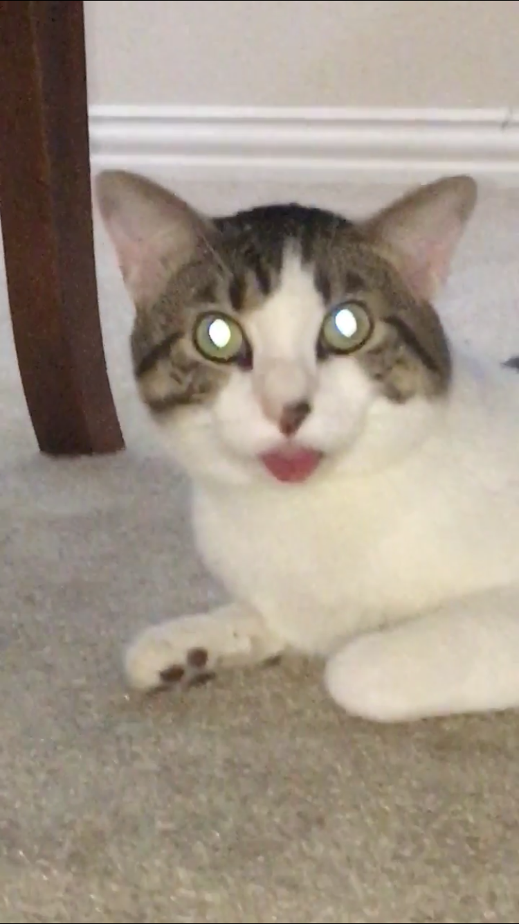 /lostandfound/images/lnfpets/original/20504_thumb_one.png