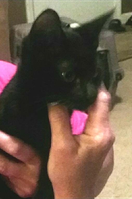 /lostandfound/images/lnfpets/original/20573_85597_6943.jpeg