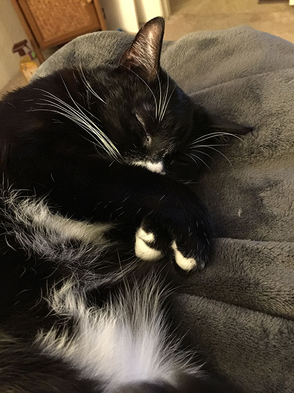 /lostandfound/images/lnfpets/original/20611_thumb_one.jpg
