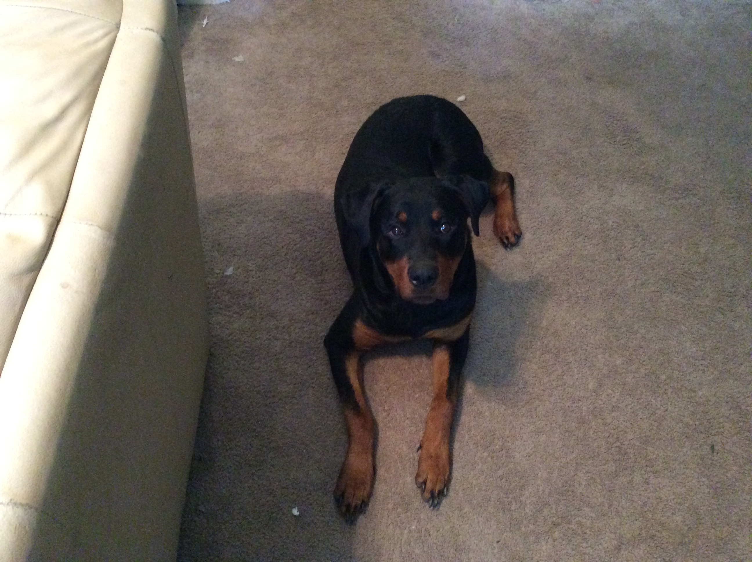 /lostandfound/images/lnfpets/original/20639_98044_808A3B03-CE36-45D4-97D8-E02F1EAD2EF1.jpeg