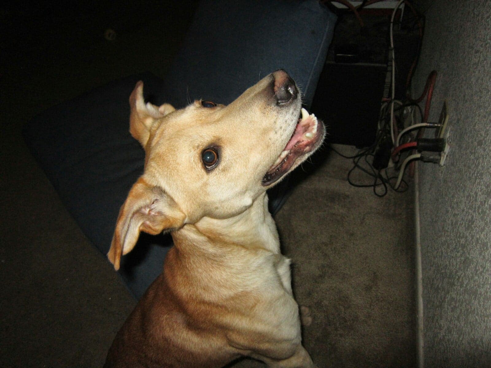/lostandfound/images/lnfpets/original/20649_thumb_one.jpeg