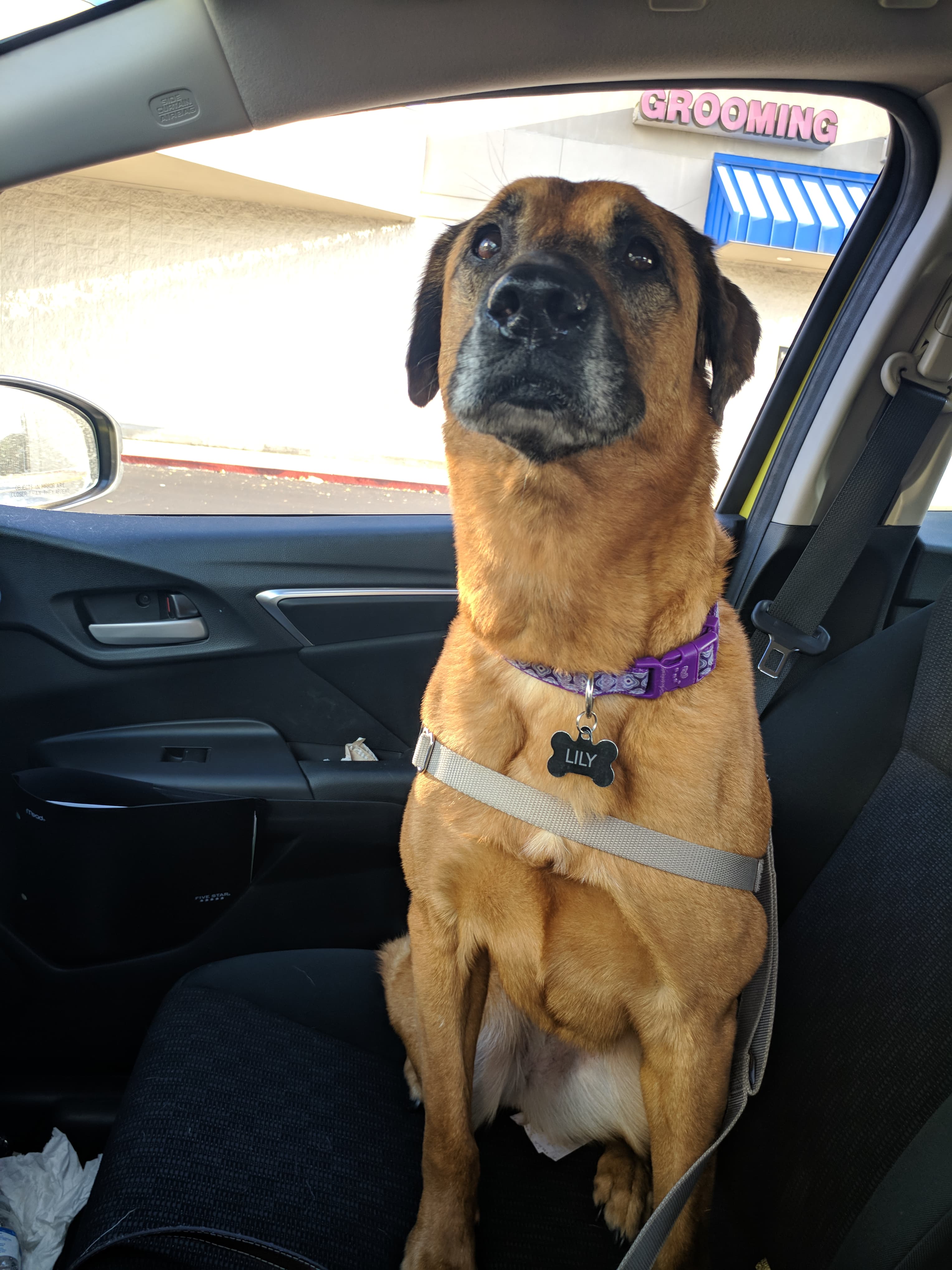 /lostandfound/images/lnfpets/original/20678_thumb_one.jpg