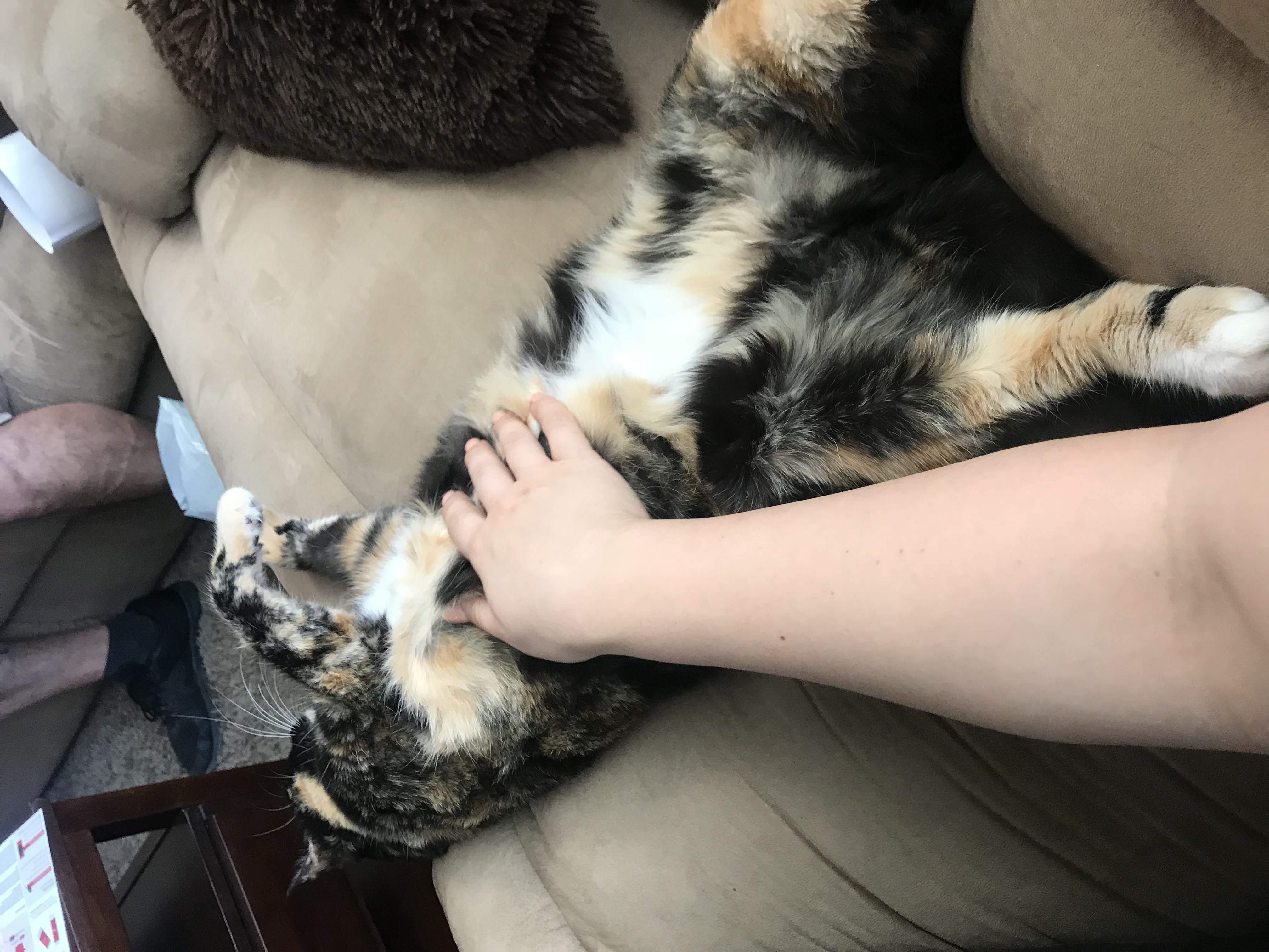 /lostandfound/images/lnfpets/original/20682_thumb_one.jpeg