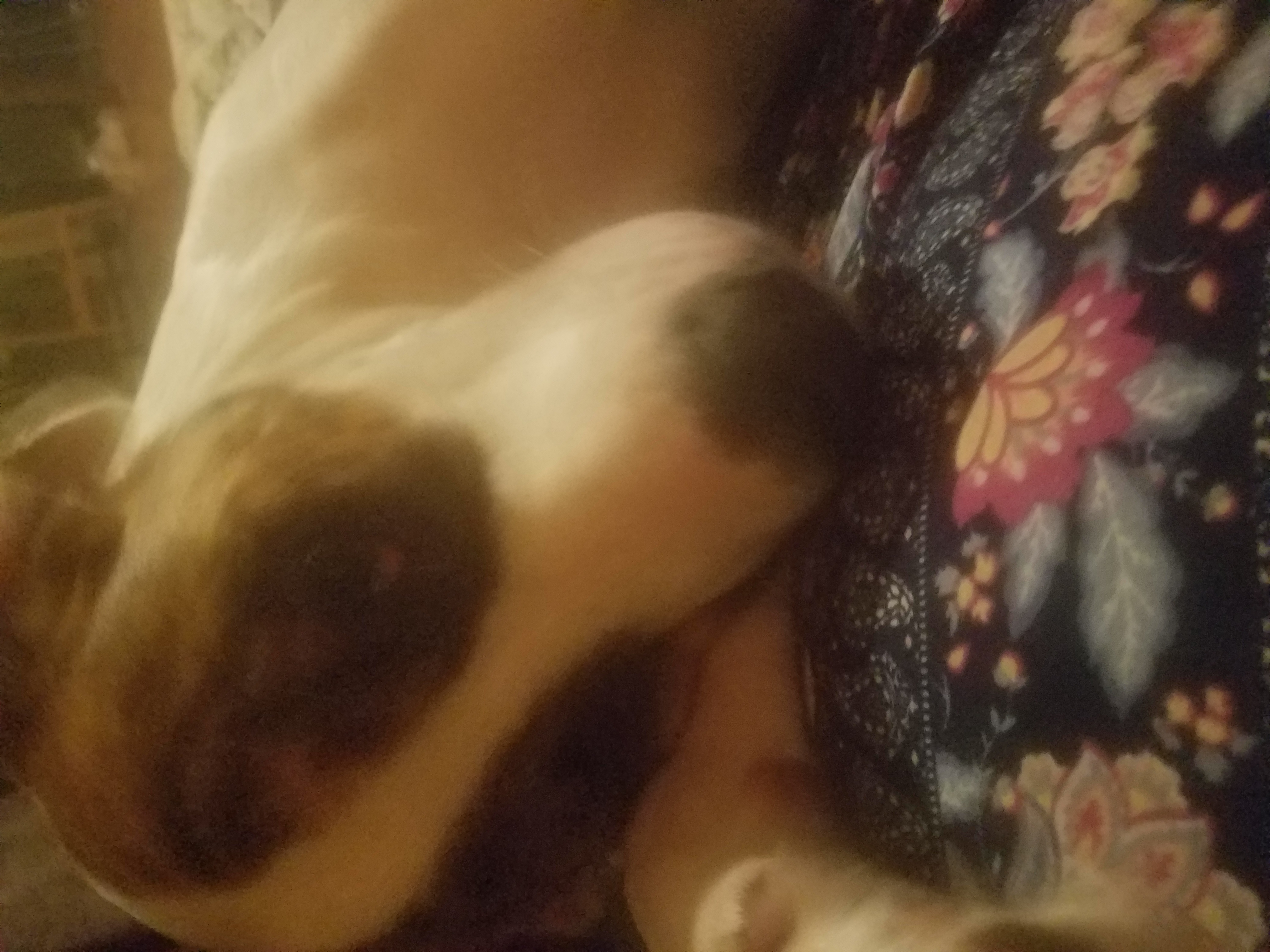 /lostandfound/images/lnfpets/original/20708_thumb_one.jpg