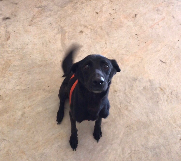 /lostandfound/images/lnfpets/original/20737_30244_BF299184-502F-4B15-82FD-209F5724FB3E.jpeg