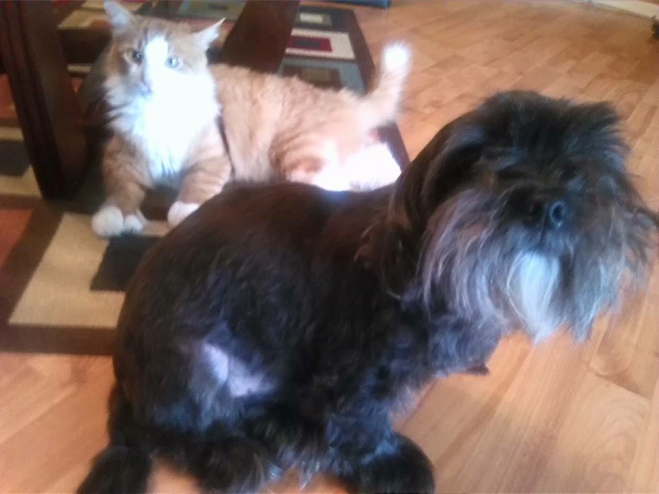 /lostandfound/images/lnfpets/original/20748_64684_27BDDEC7-5D33-41D3-A8A7-860CA5C7F700.jpeg