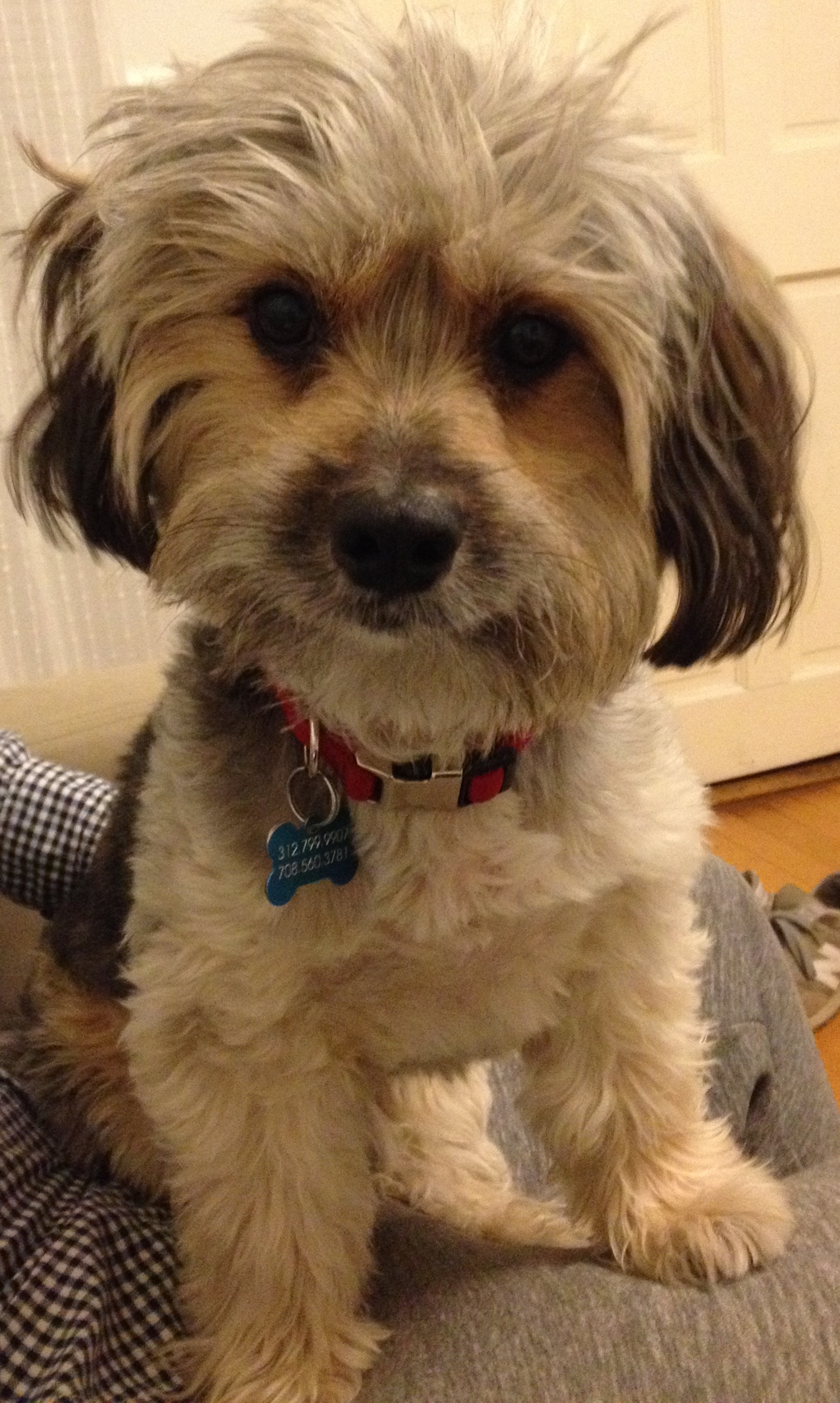 /lostandfound/images/lnfpets/original/20765_thumb_one.jpeg