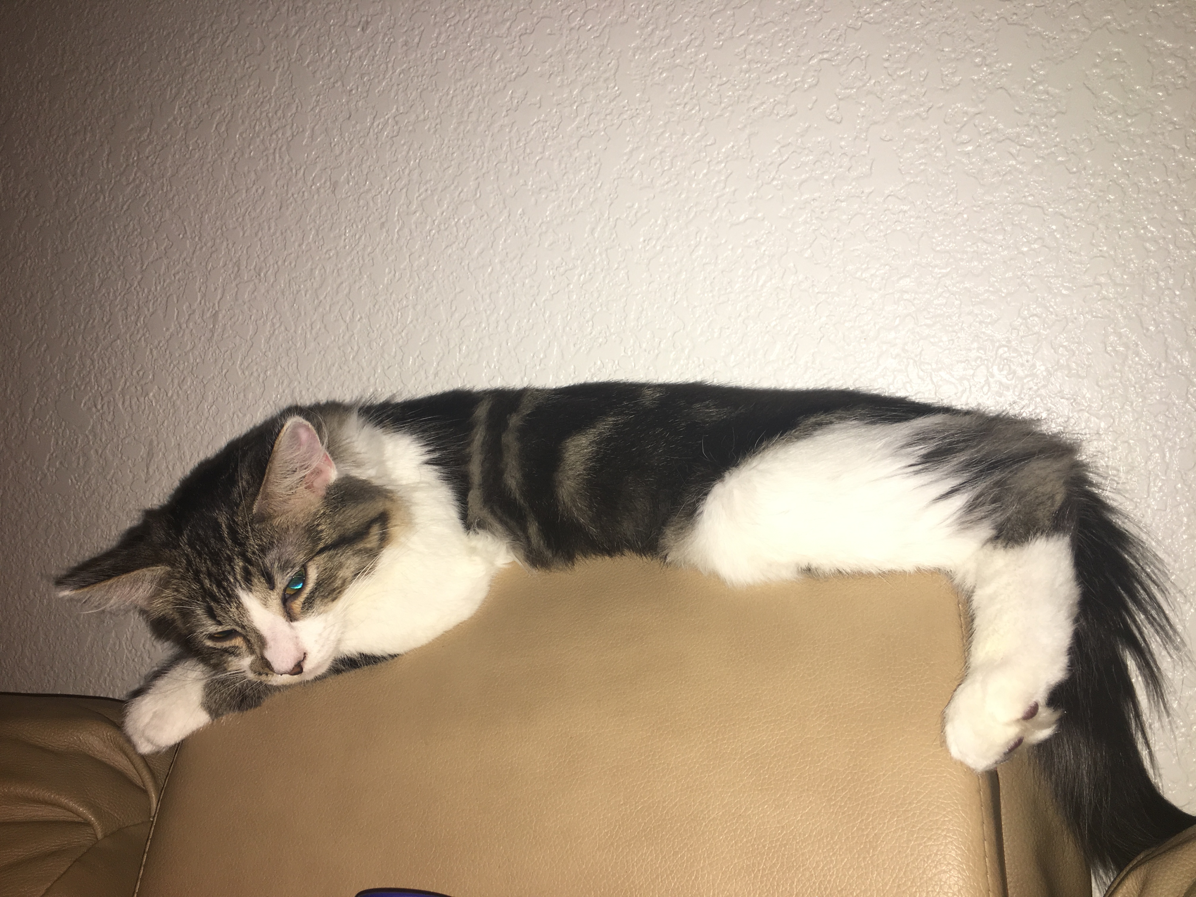 /lostandfound/images/lnfpets/original/20817_thumb_one.jpeg