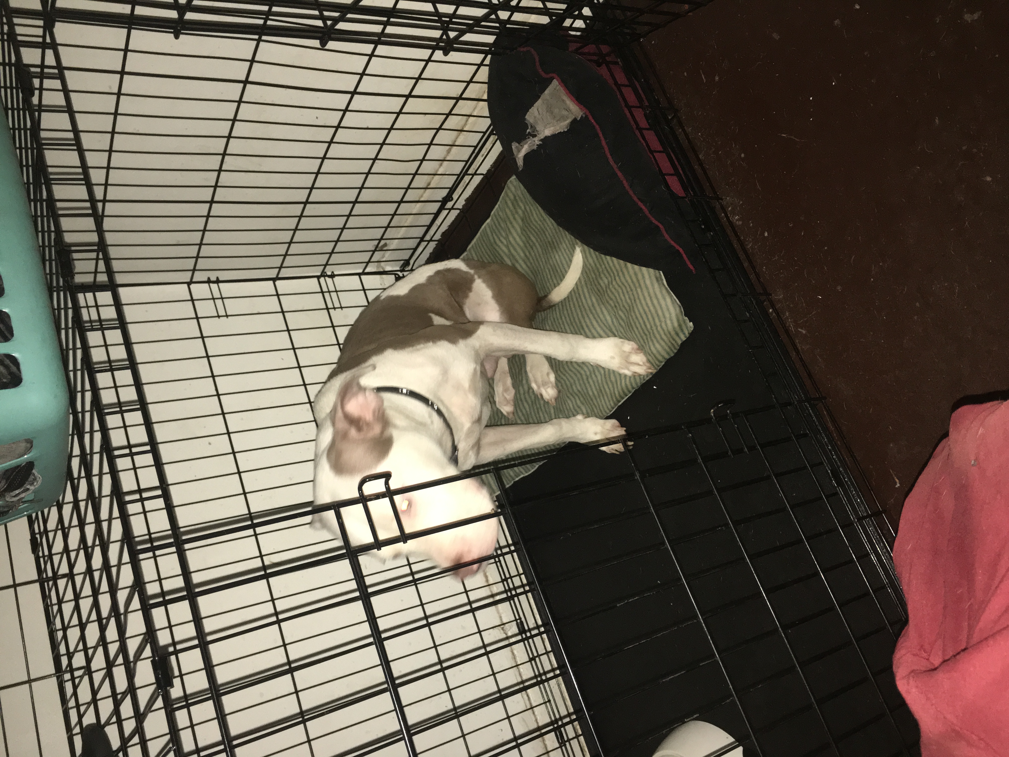 /lostandfound/images/lnfpets/original/20865_thumb_one.jpeg