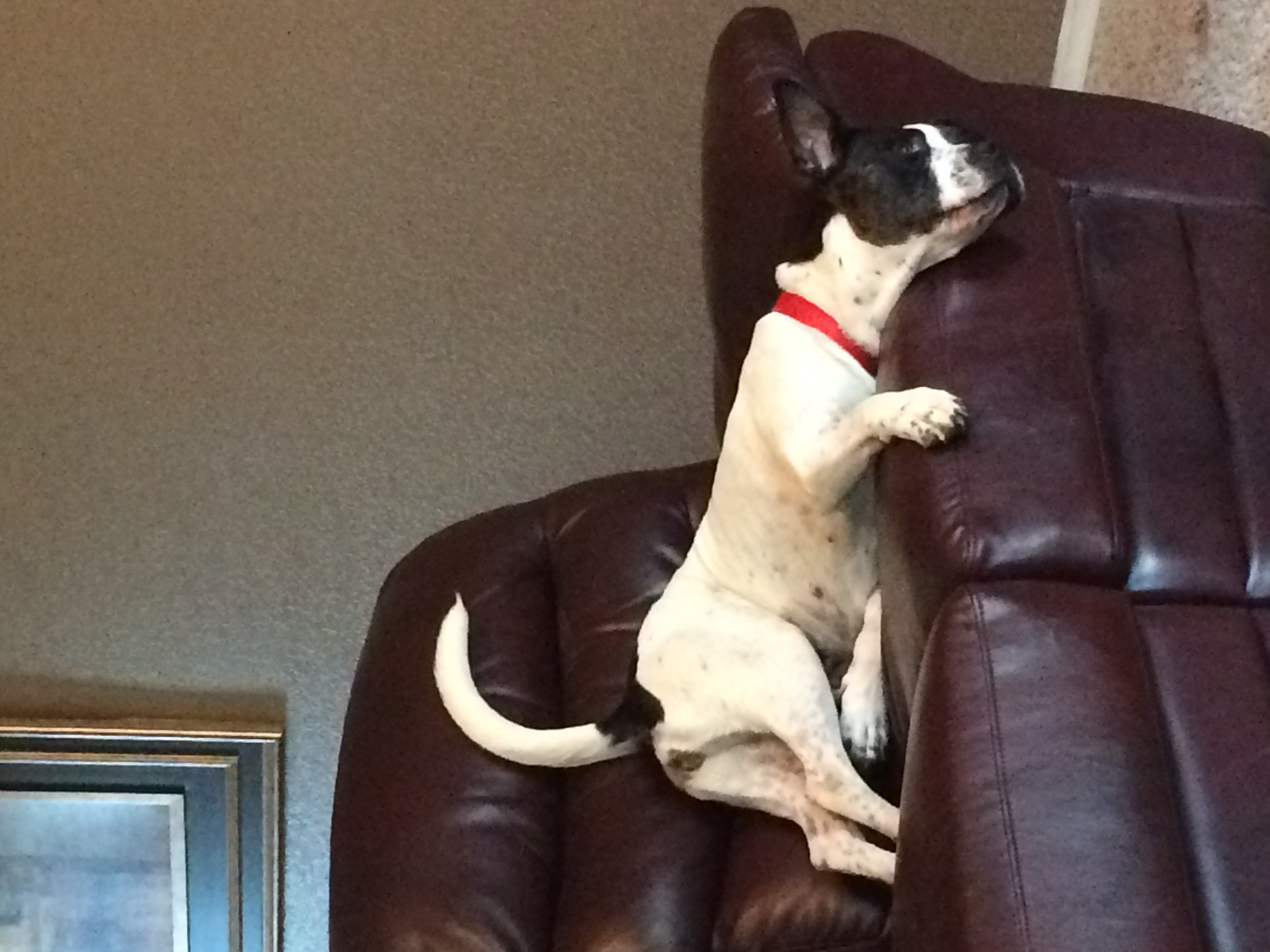 /lostandfound/images/lnfpets/original/20891_thumb_one.jpeg