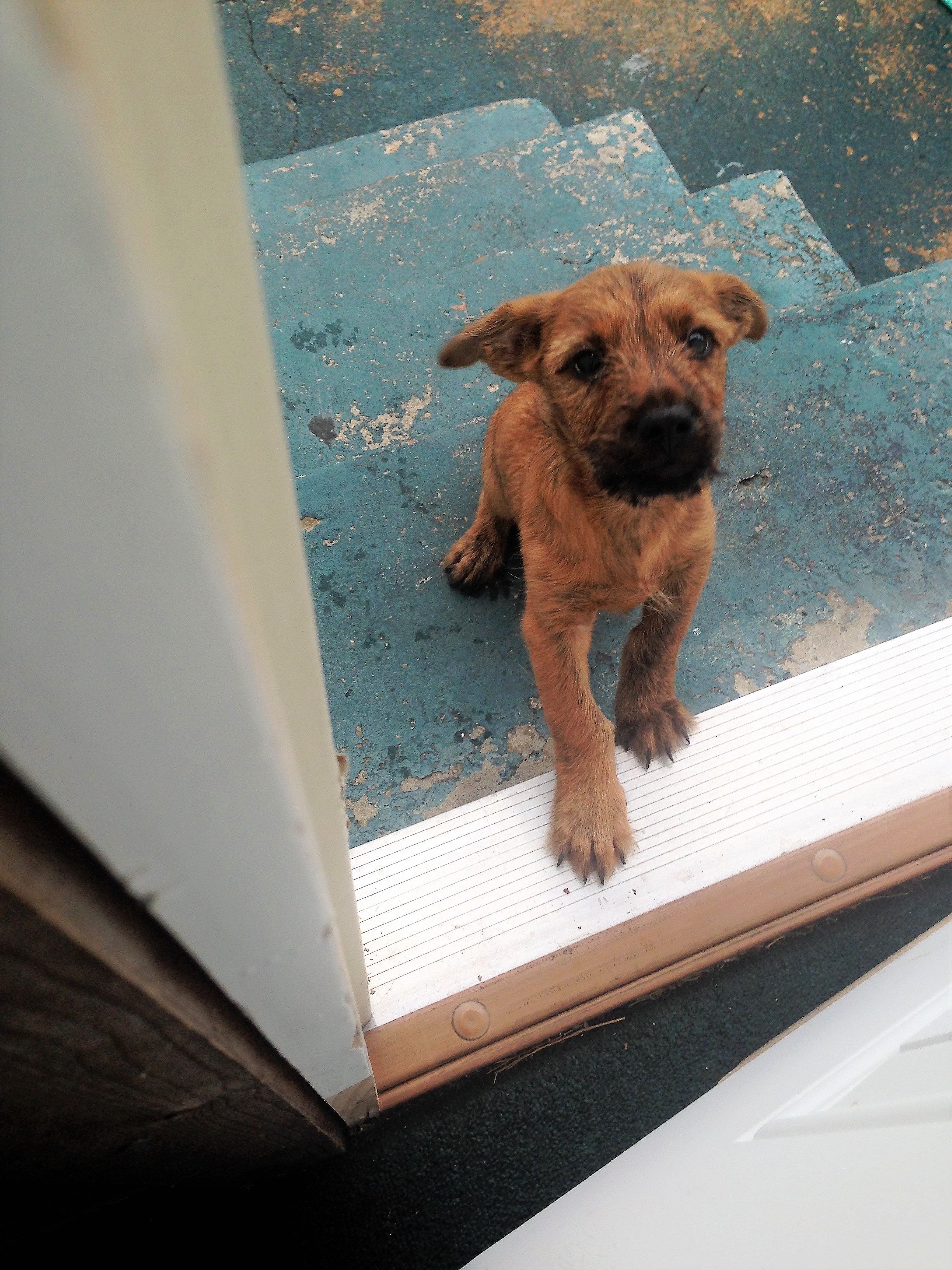 /lostandfound/images/lnfpets/original/20901_61612_doggie_pic3.JPG