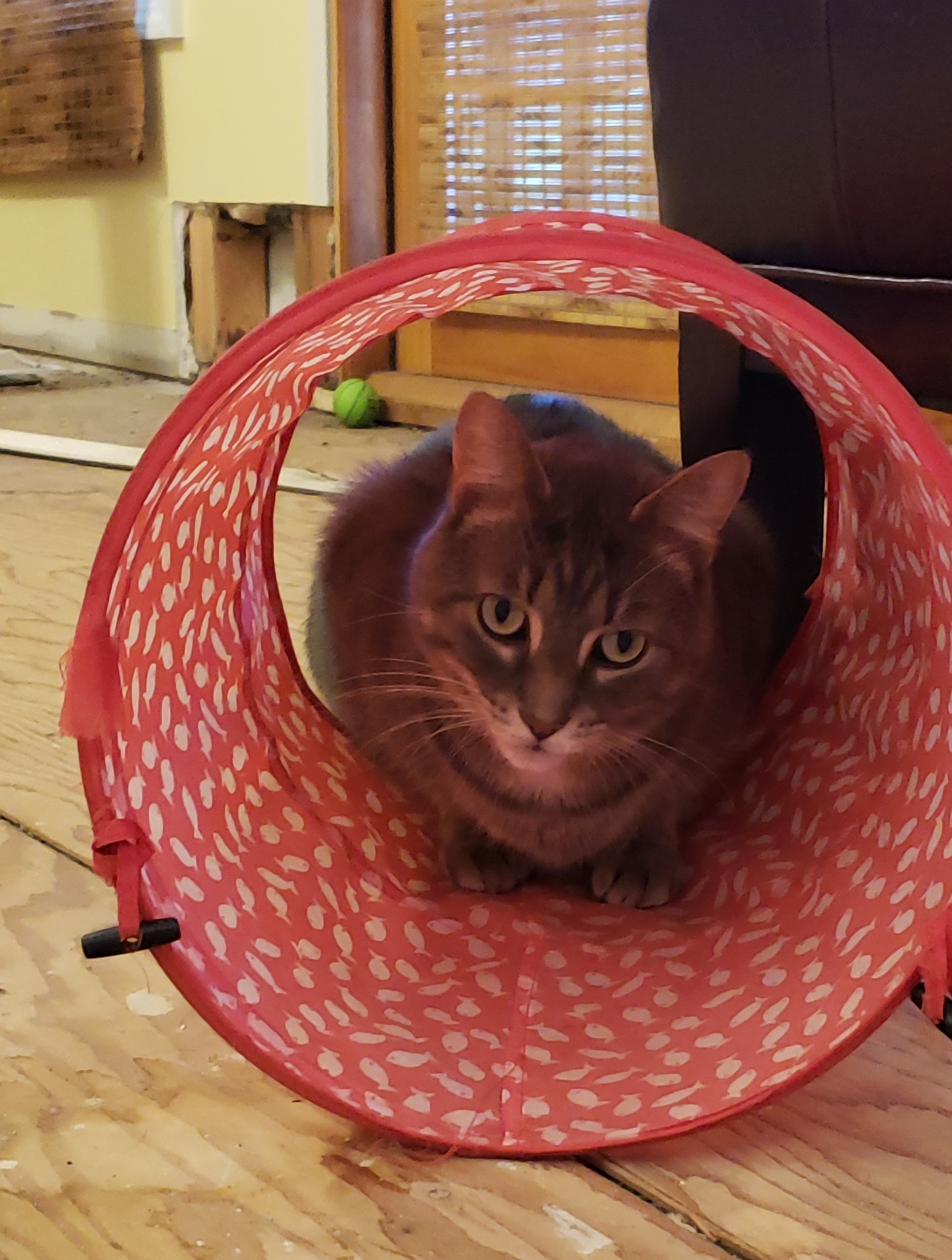 /lostandfound/images/lnfpets/original/21002_20764_20180825_150559.jpg