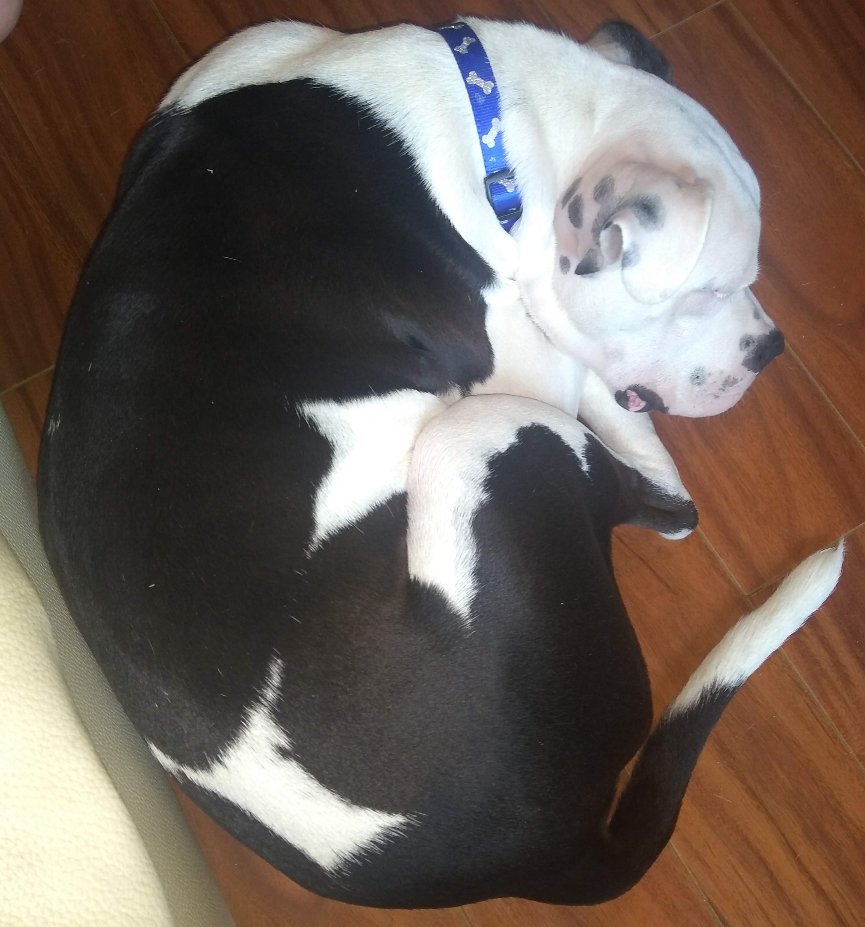 /lostandfound/images/lnfpets/original/21012_77089_image.jpg