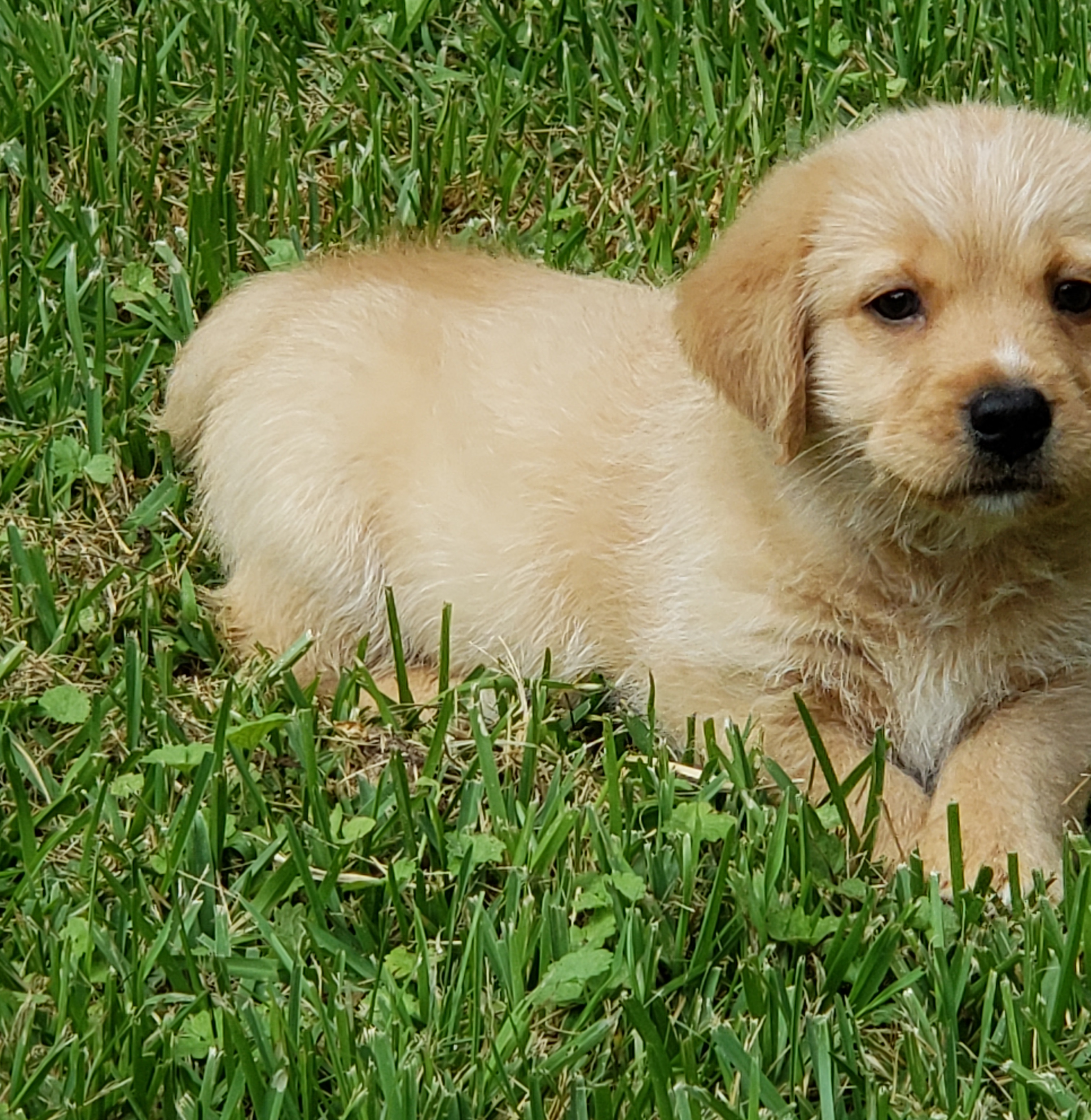 /lostandfound/images/lnfpets/original/21025_40777_IMG_20180826_121058_722.jpg