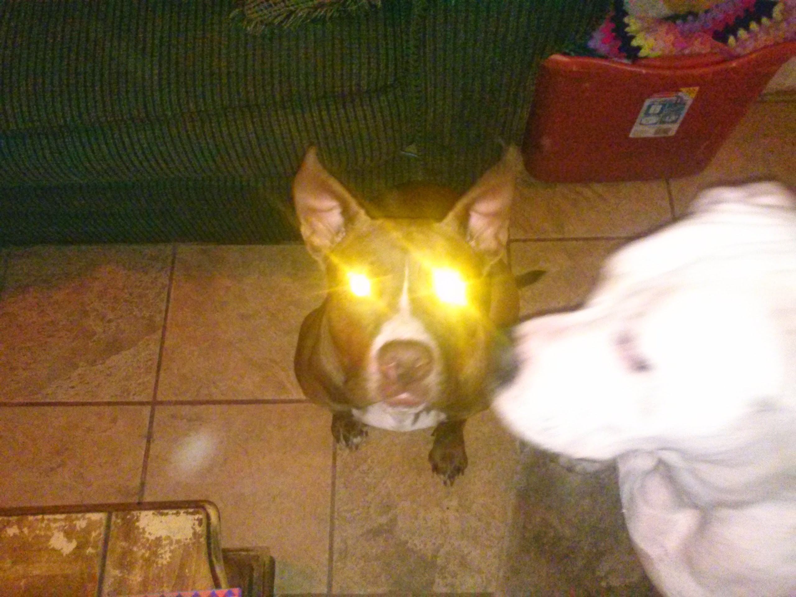 /lostandfound/images/lnfpets/original/21087_thumb_one.jpg