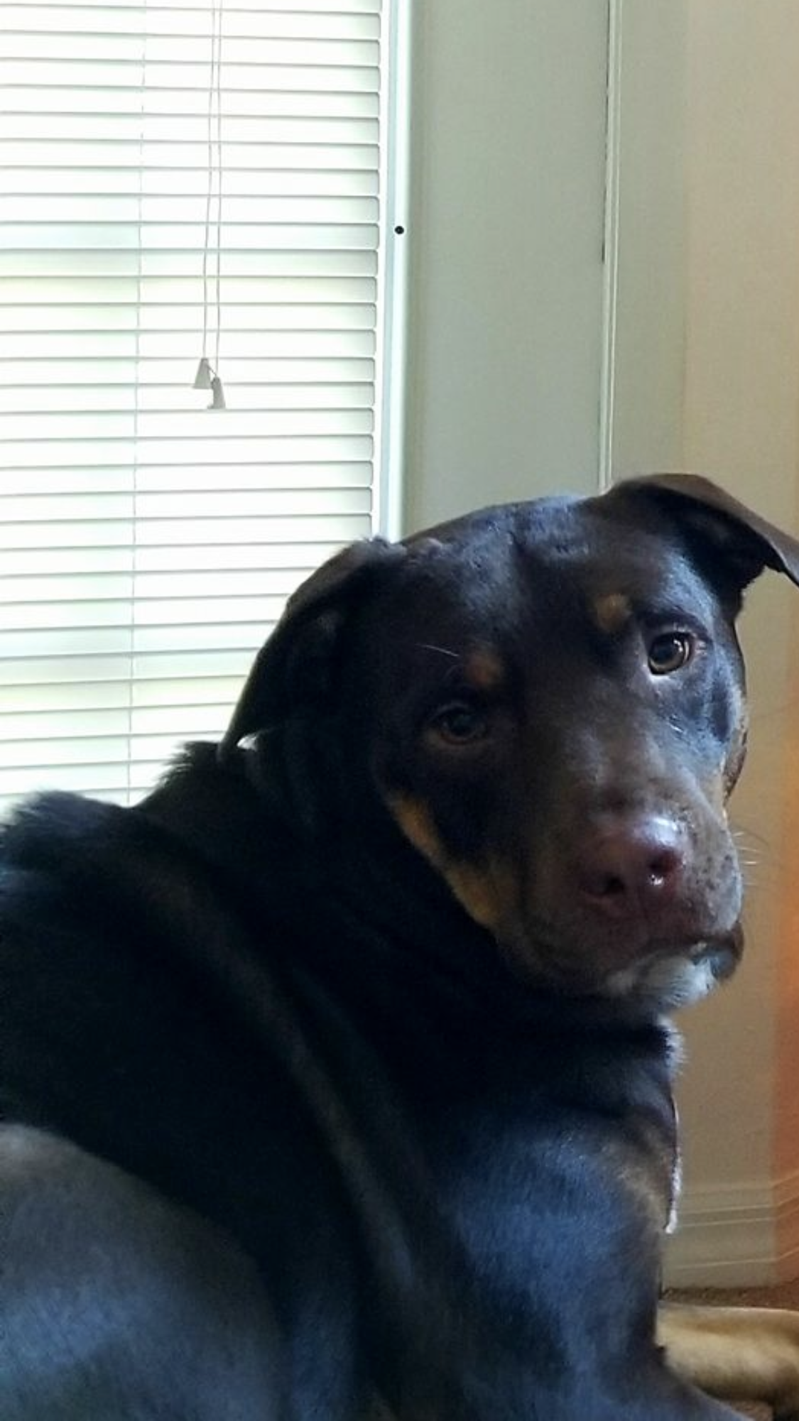 /lostandfound/images/lnfpets/original/21128_thumb_one.png