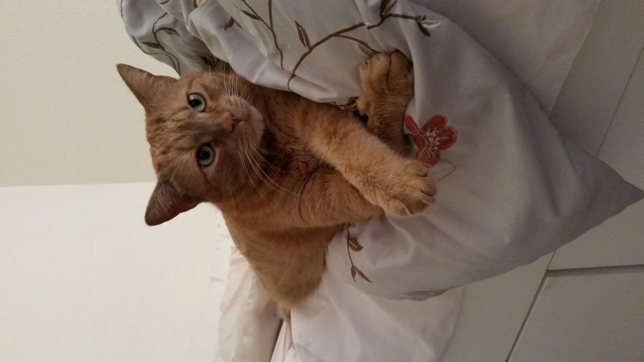 /lostandfound/images/lnfpets/original/21132_25587_image.jpeg