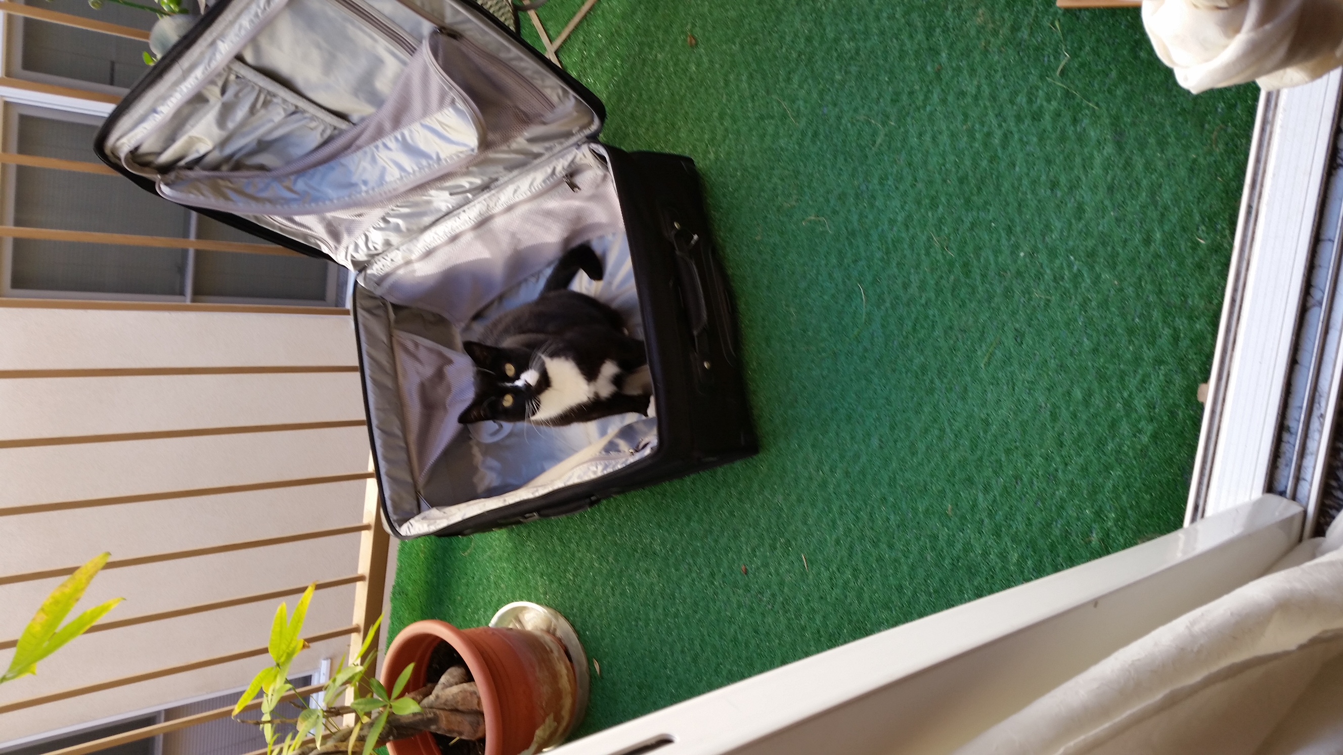 /lostandfound/images/lnfpets/original/21133_86436_image.jpeg