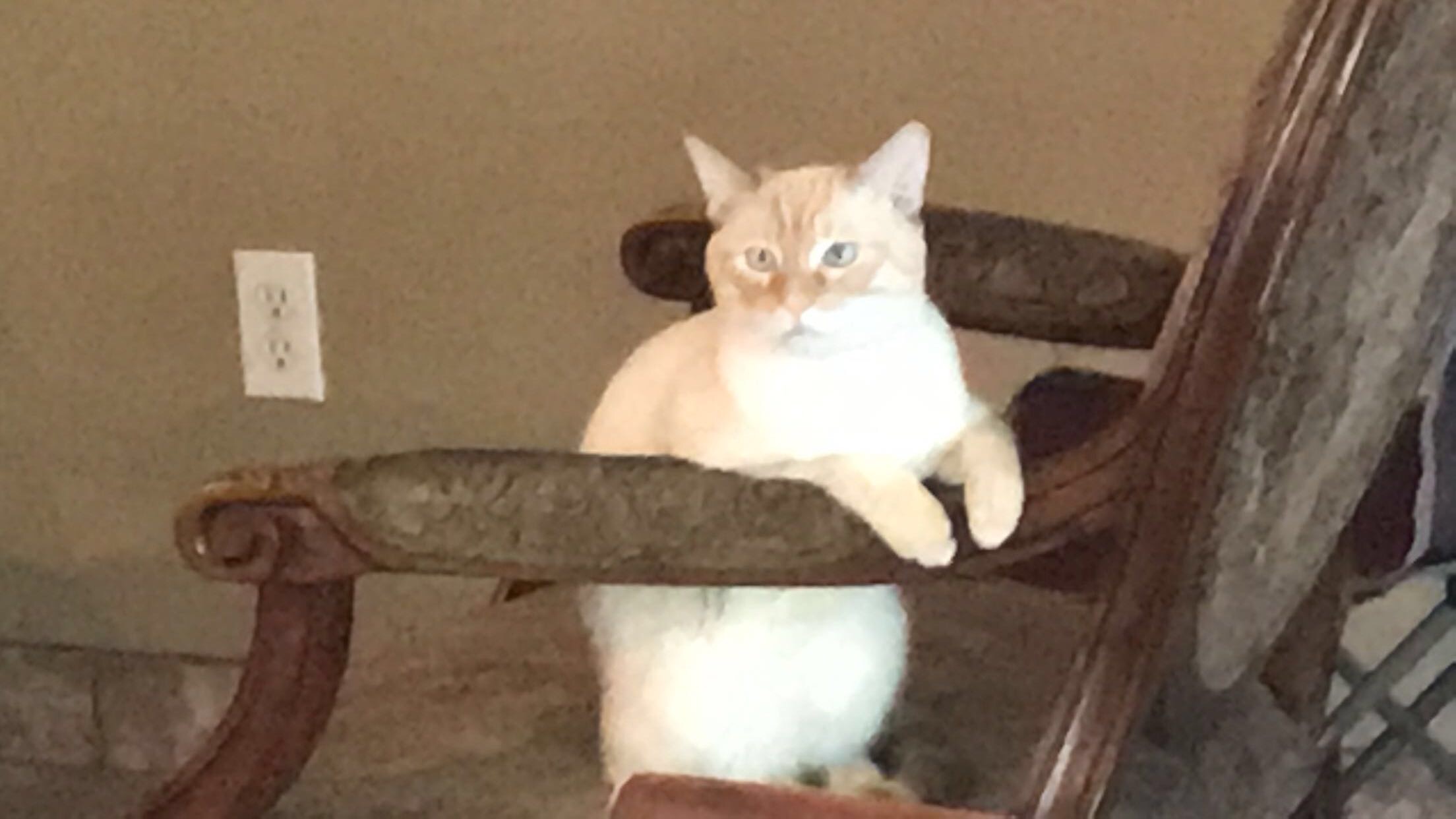 /lostandfound/images/lnfpets/original/21163_thumb_one.jpeg