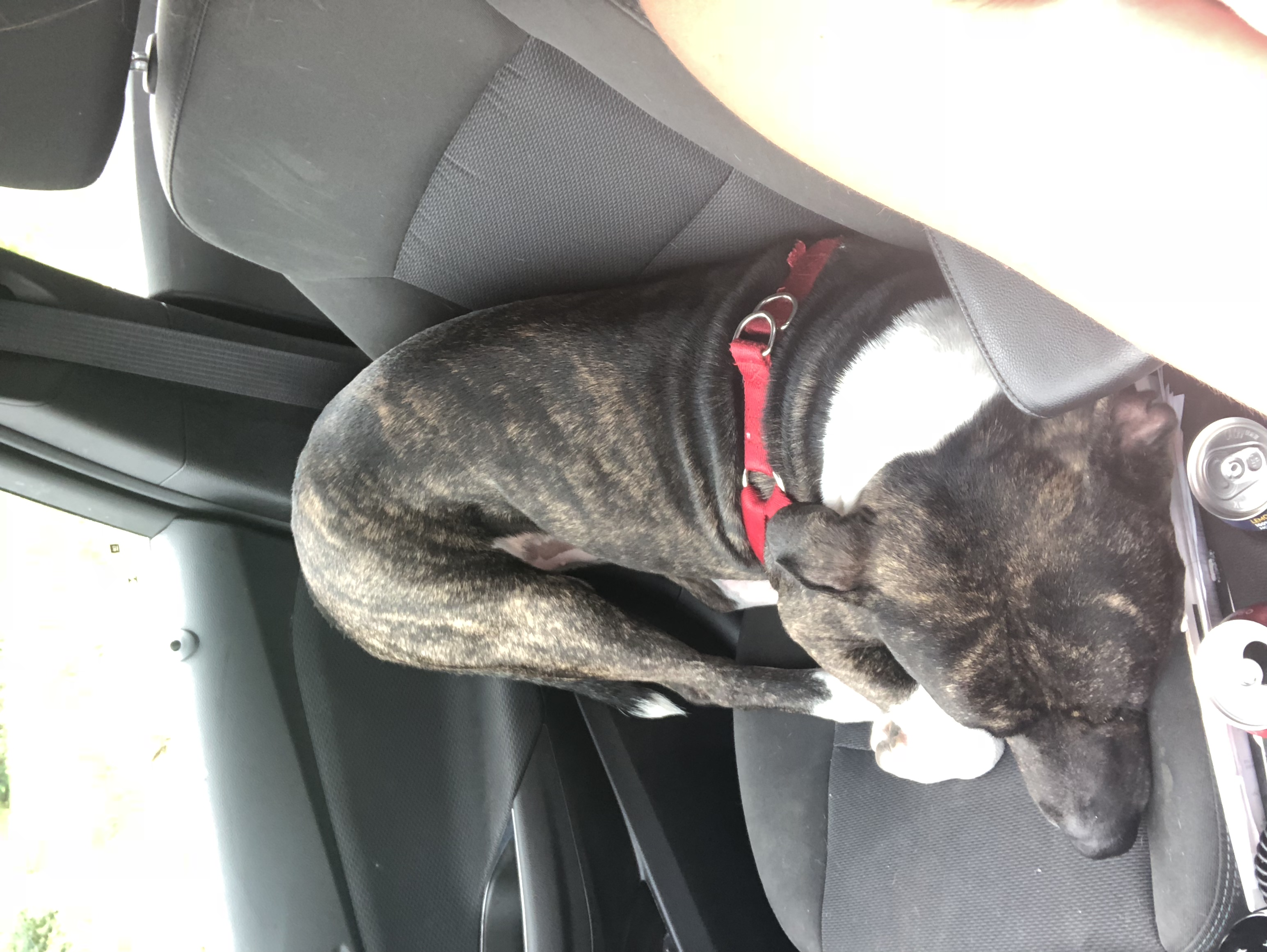 /lostandfound/images/lnfpets/original/21226_thumb_one.jpeg